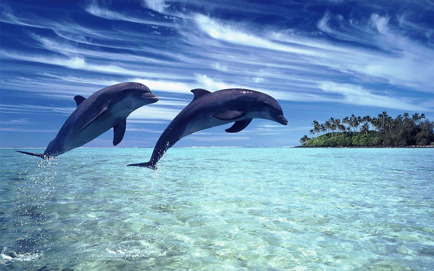  Delfine Hintergrundbild 1440x900. Delfine Wallpaper KOSTENLOS