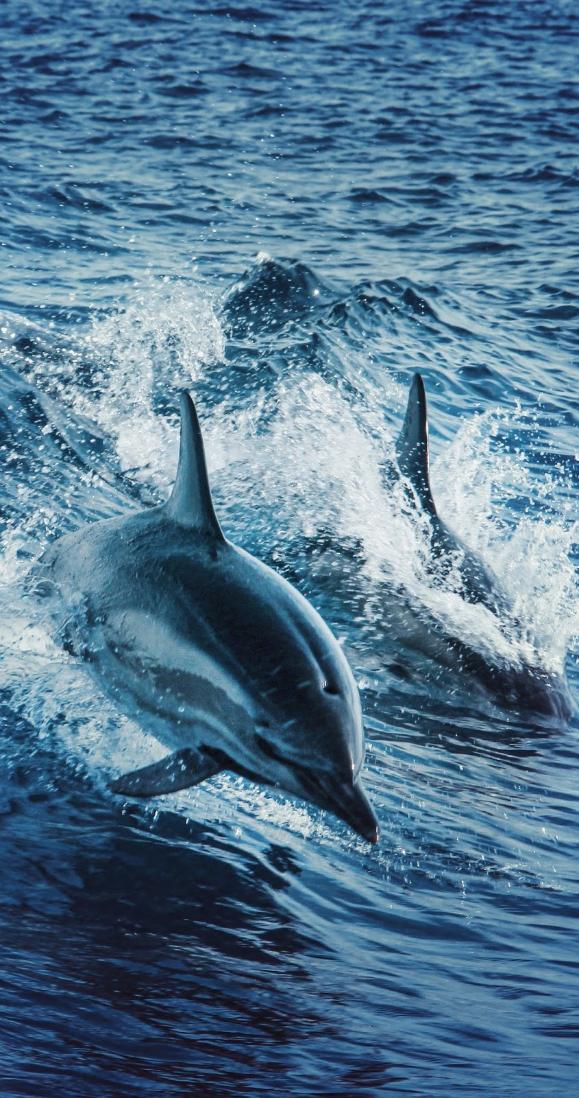  Delfine Hintergrundbild 845x1600. About Wild Animals: Amazing dolphins swimming. Marine animals, Animals wild, Dolphins