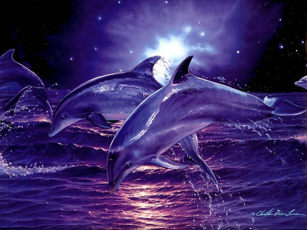  Delfine Hintergrundbild 1024x768. Delfin Wallpaper KOSTENLOS