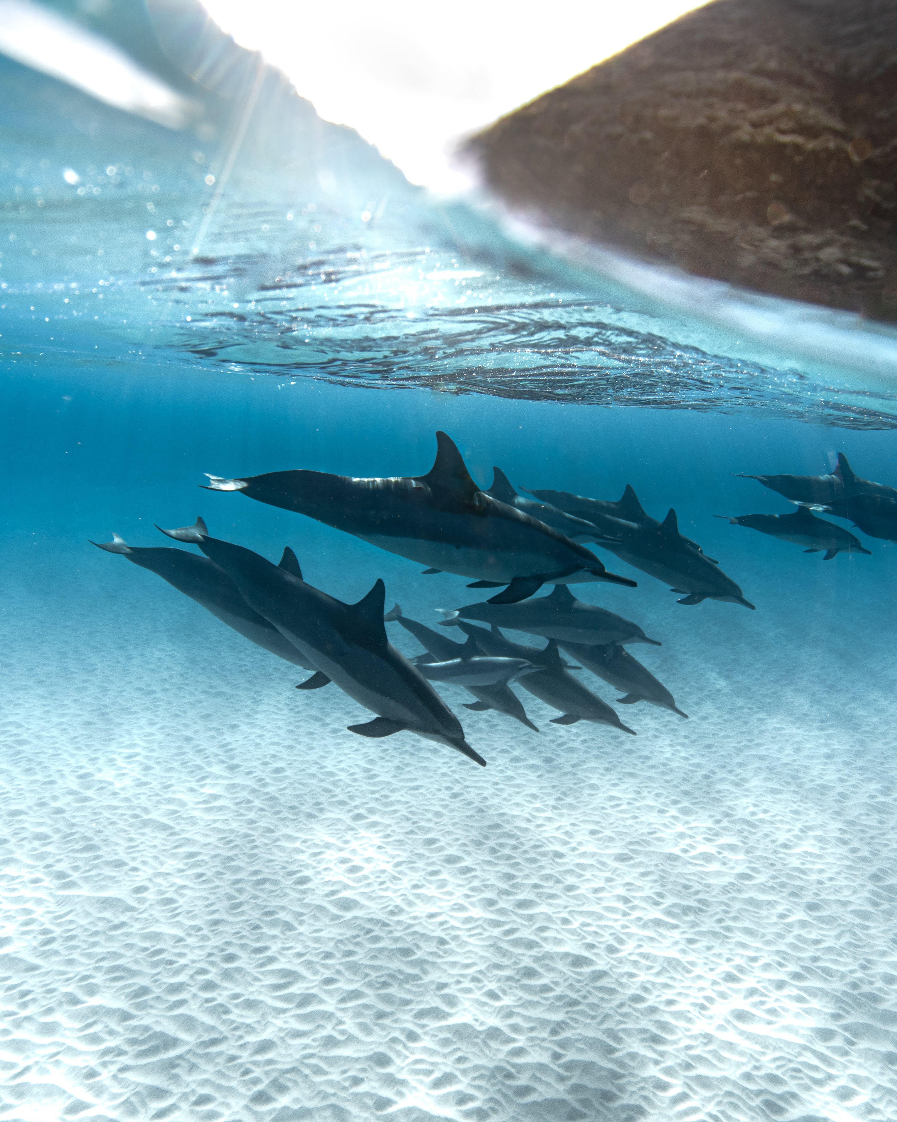  Delfine Hintergrundbild 2918x3648. Kostenloses Foto zum Thema: baden, delfine, fische, natur, ozean, unterwasser, vertikal, wassertier