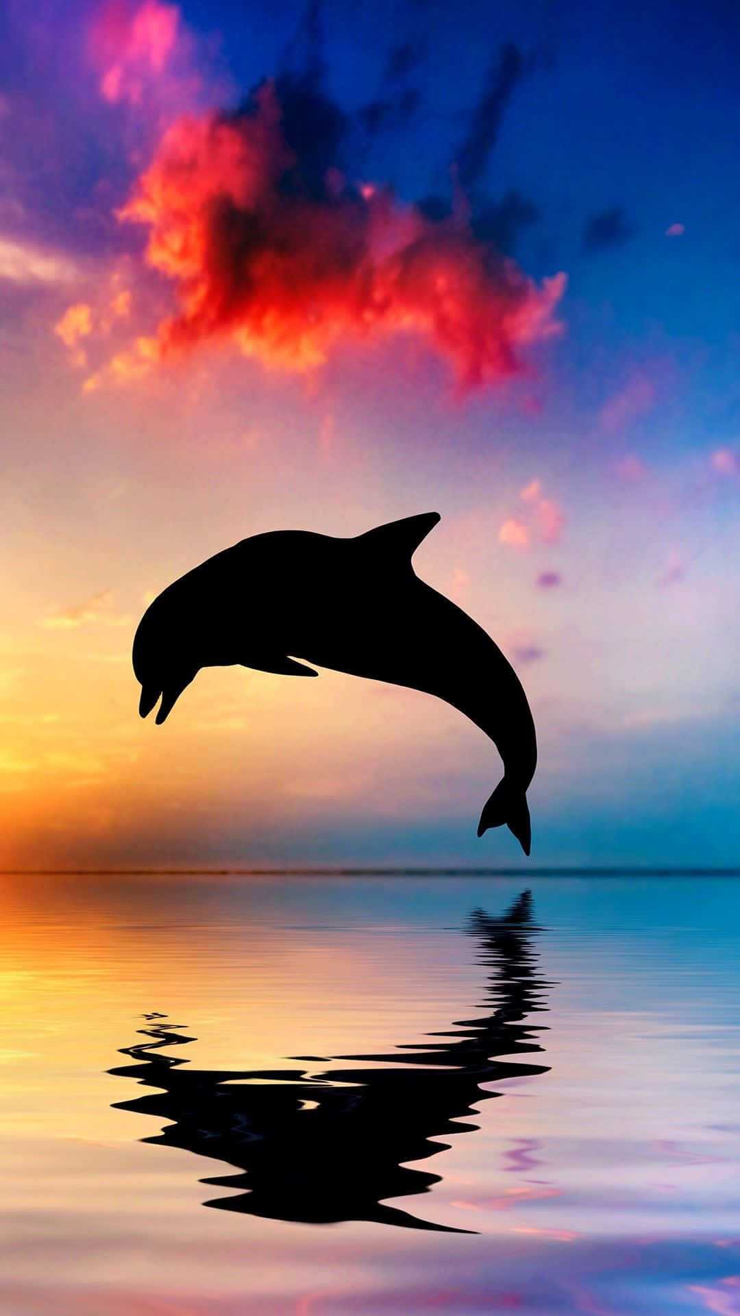  Delfine Hintergrundbild 1080x1920. Süße Delfinbilder