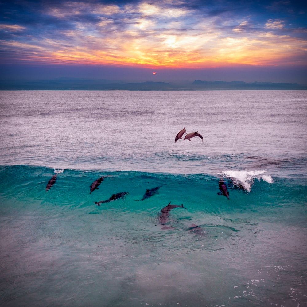  Delfine Hintergrundbild 1000x1000. Dolphin Wallpaper: Kostenloser HD Download [HQ]