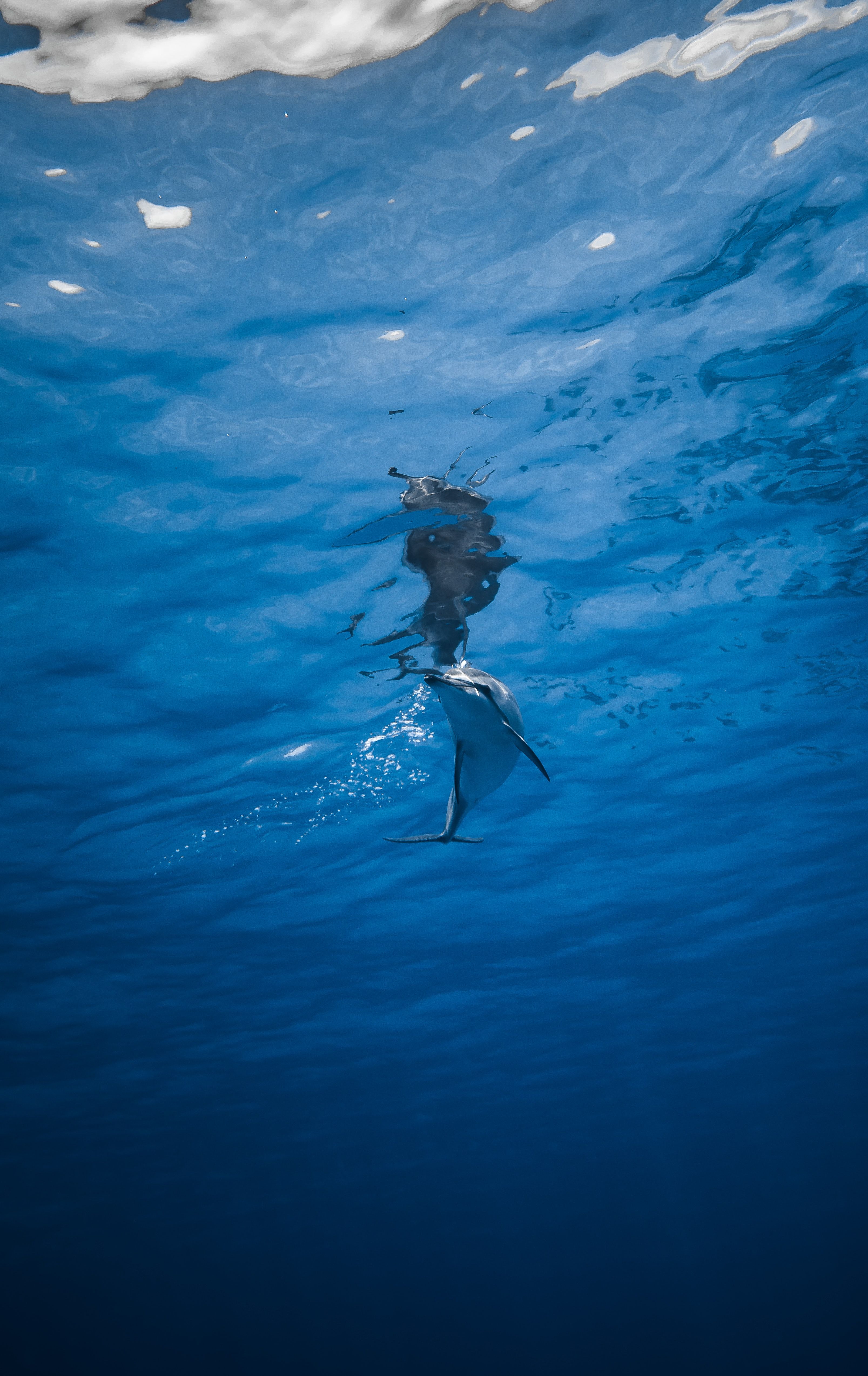  Delfine Hintergrundbild 3214x5091. Schwimmende Delfine Nahe Korallenriff · Kostenloses Stock Foto