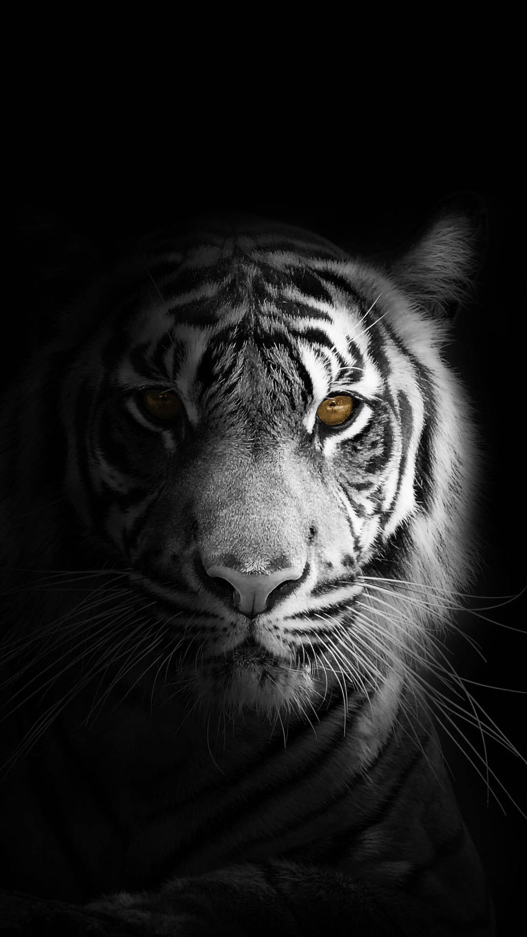  Weißer Tiger Hintergrundbild 1080x1920. Weißer Tiger Wallpaper KOSTENLOS
