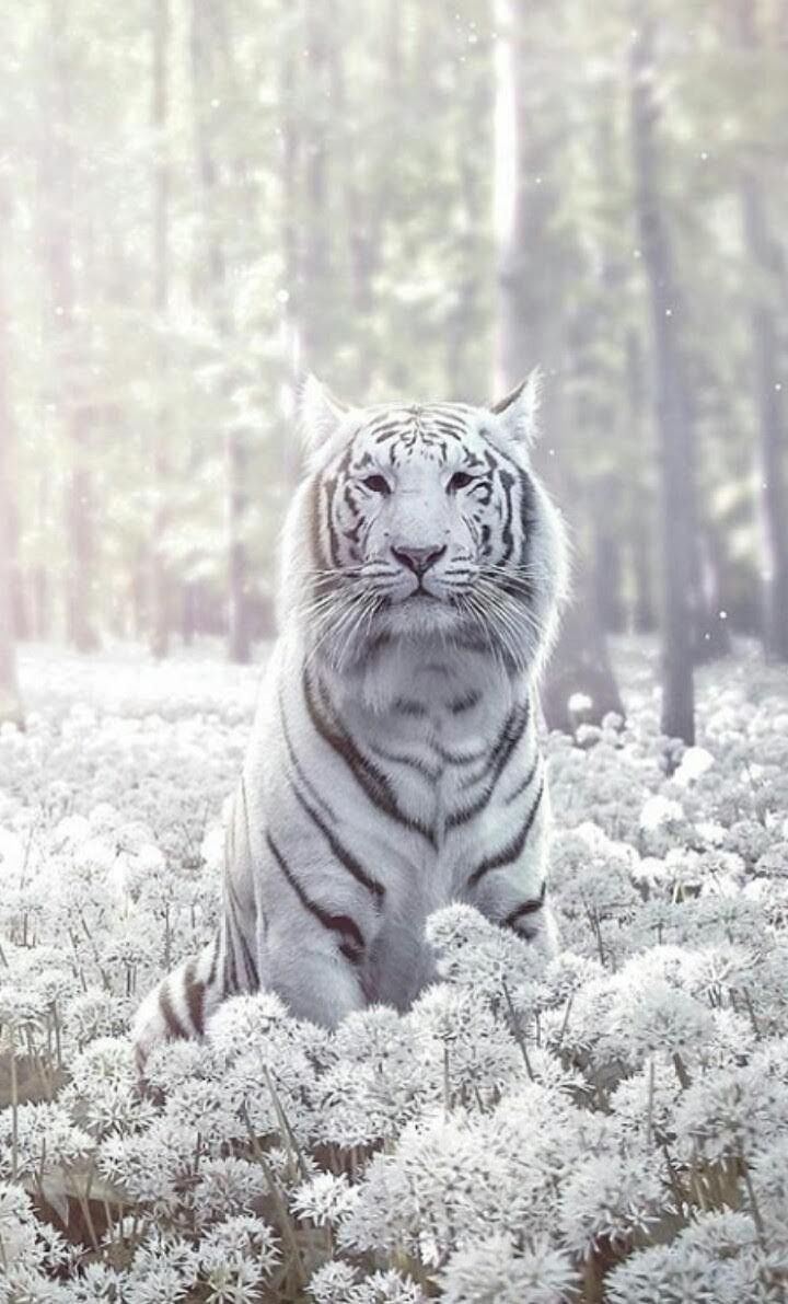  Weißer Tiger Hintergrundbild 720x1191. Magical white tiger ✨. Majestic animals, Pretty animals, Albino animals