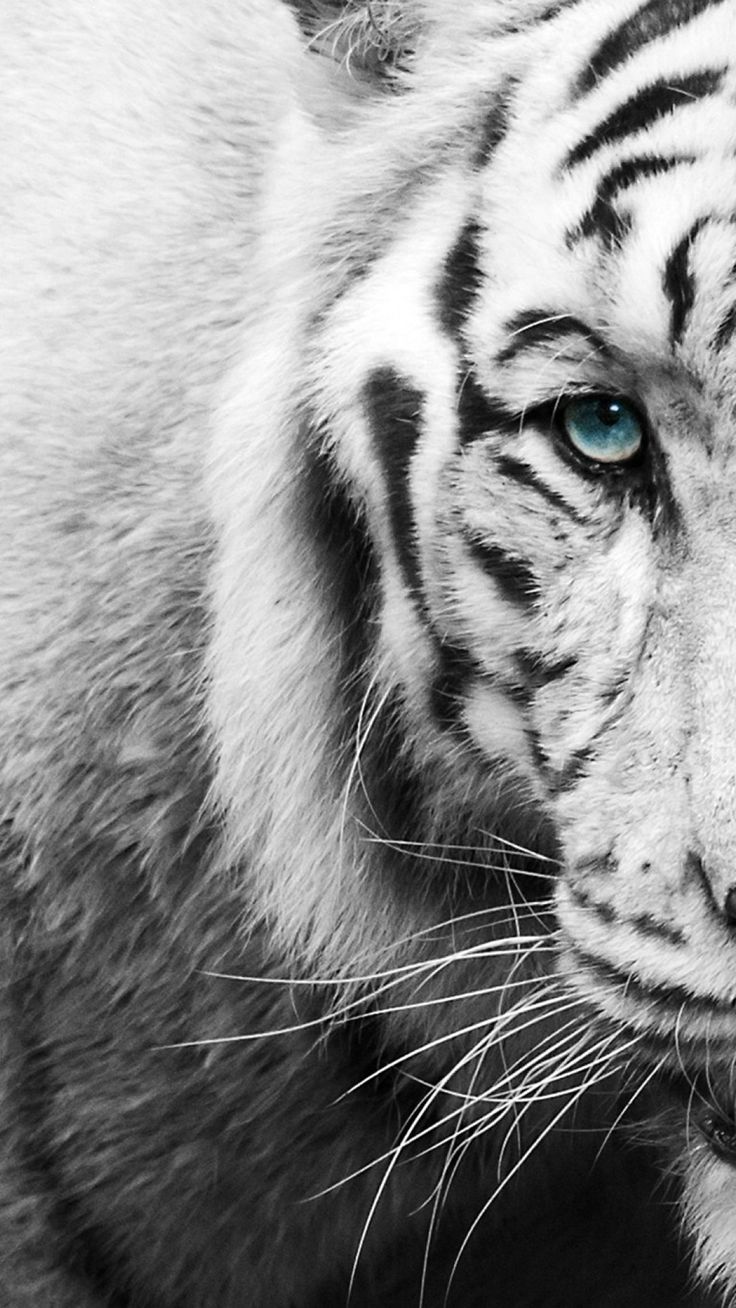  Weißer Tiger Hintergrundbild 736x1308. White Tiger. Black and white wallpaper iphone, Tiger wallpaper, White wallpaper for iphone