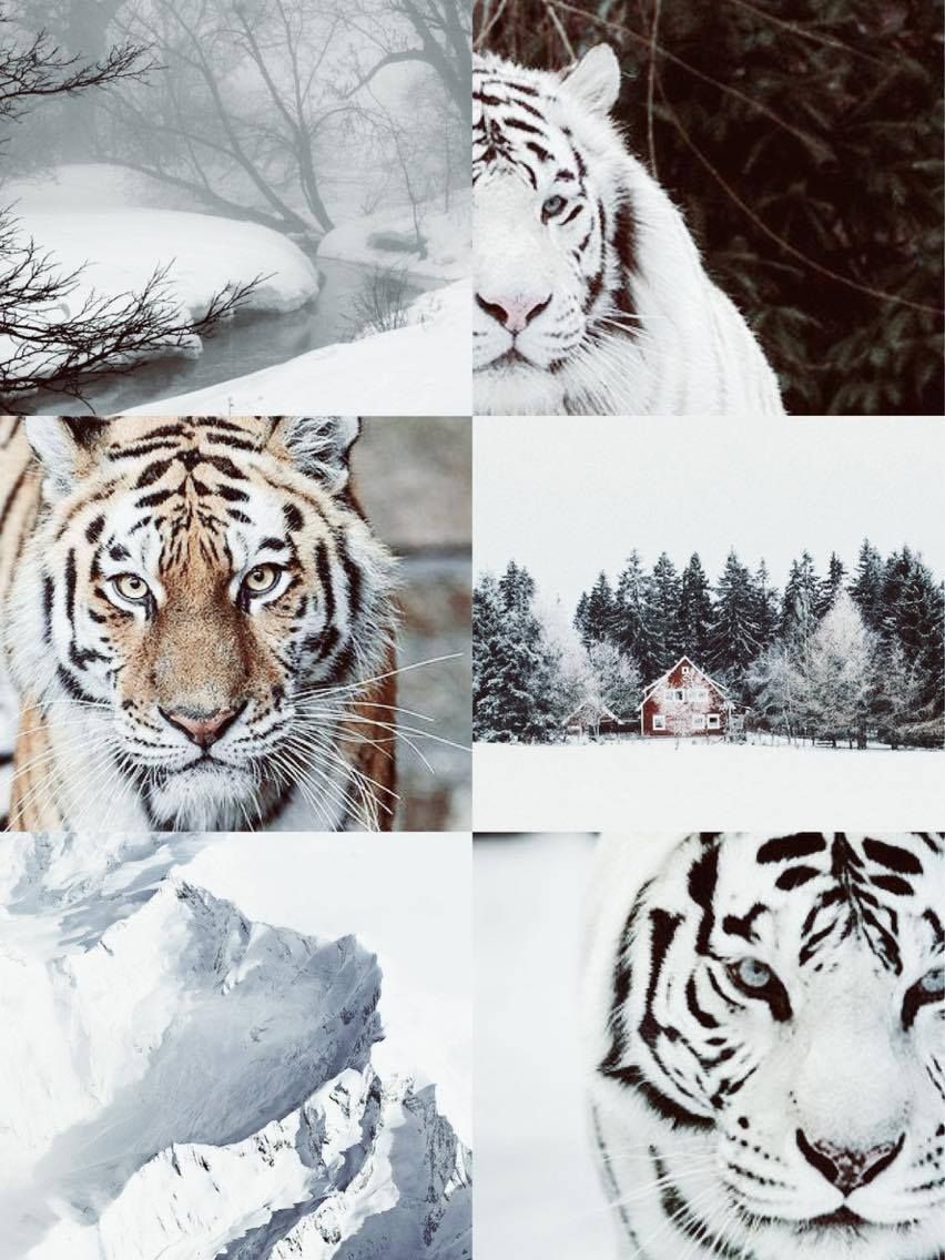  Weißer Tiger Hintergrundbild 852x1136. KIN AESTHETICS. Siberian tiger, Aesthetic collage, Animals