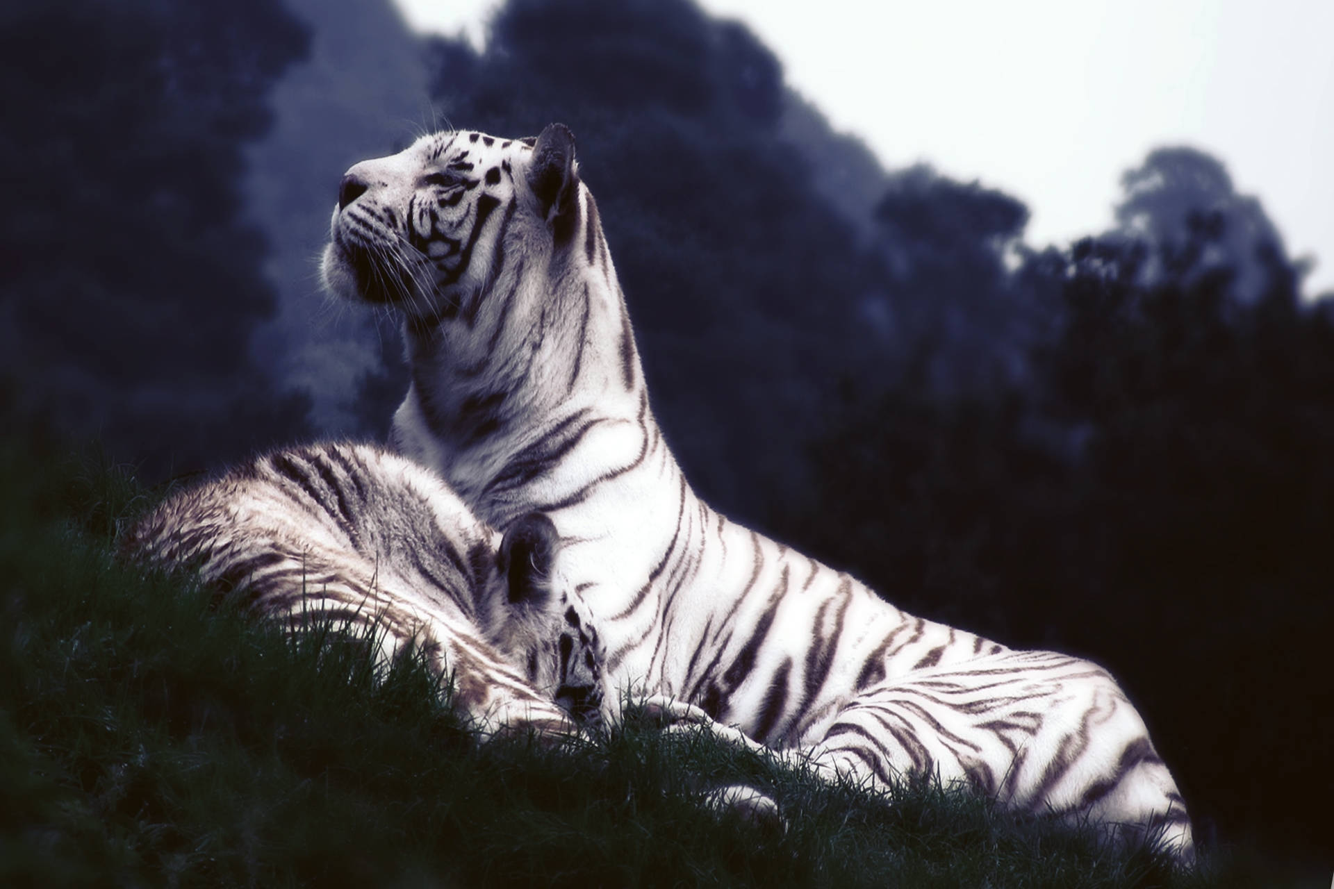  Weißer Tiger Hintergrundbild 1920x1280. Tiger Wallpaper KOSTENLOS