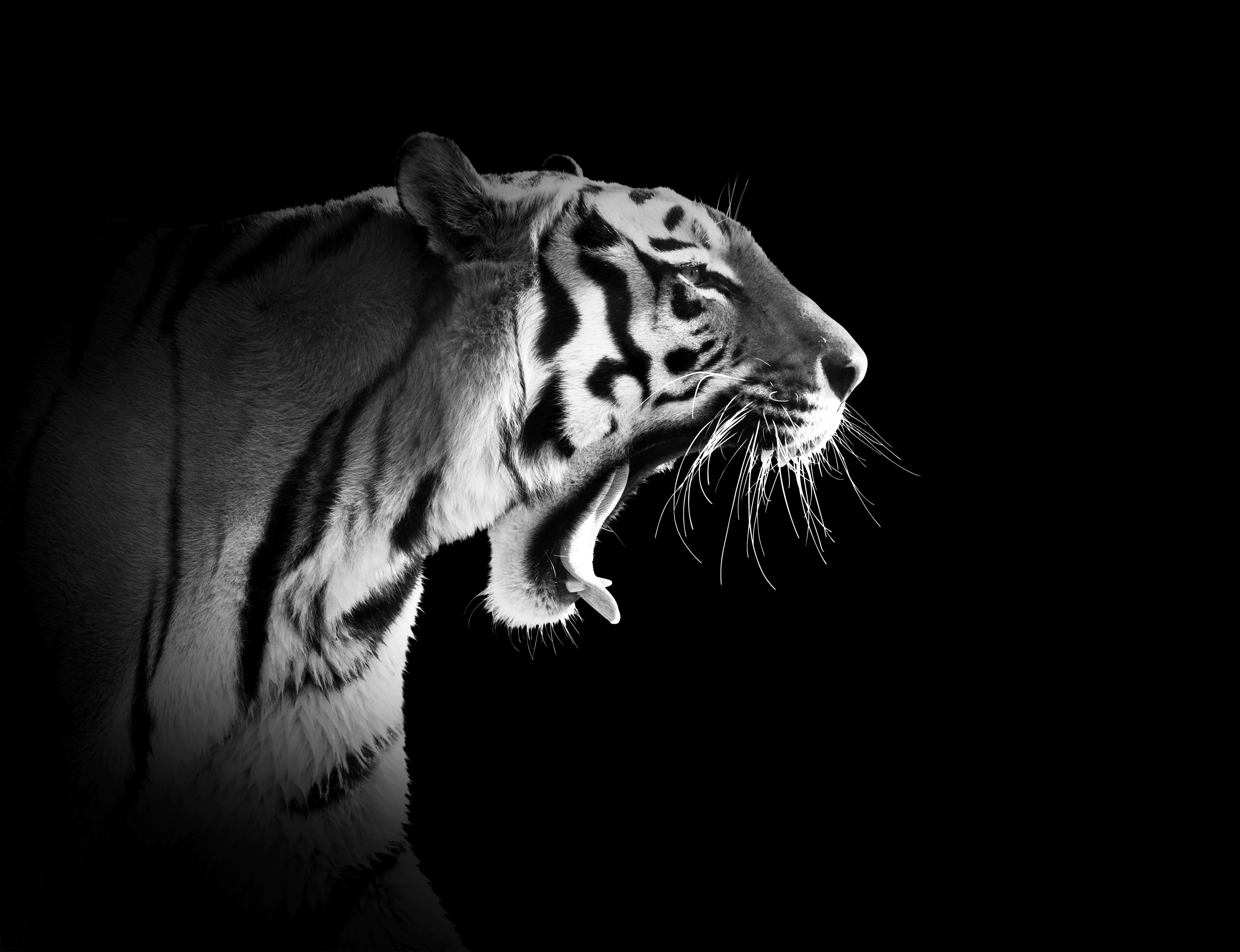  Weißer Tiger Hintergrundbild 5303x4073. Tiger Schwarz & Weiß. Schwarz Weiß