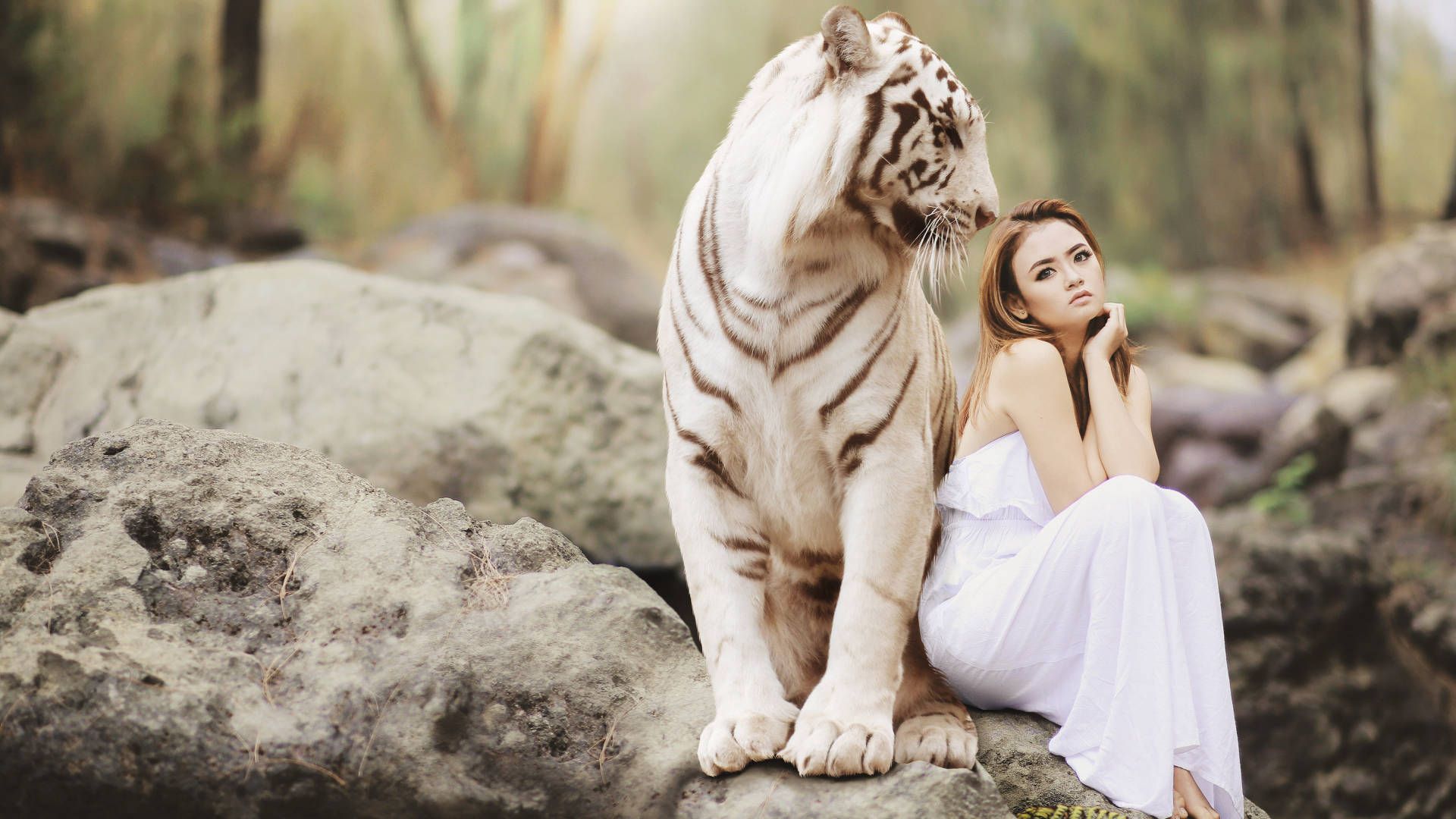  Weißer Tiger Hintergrundbild 1920x1080. Weißer Tiger Wallpaper KOSTENLOS