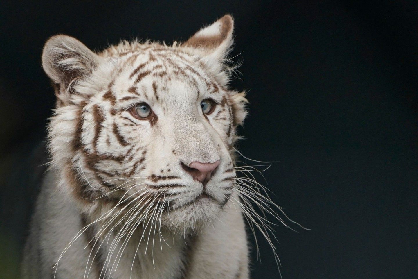  Weißer Tiger Hintergrundbild 1440x960. Neues Gehege für beschlagnahmte Tigerdame