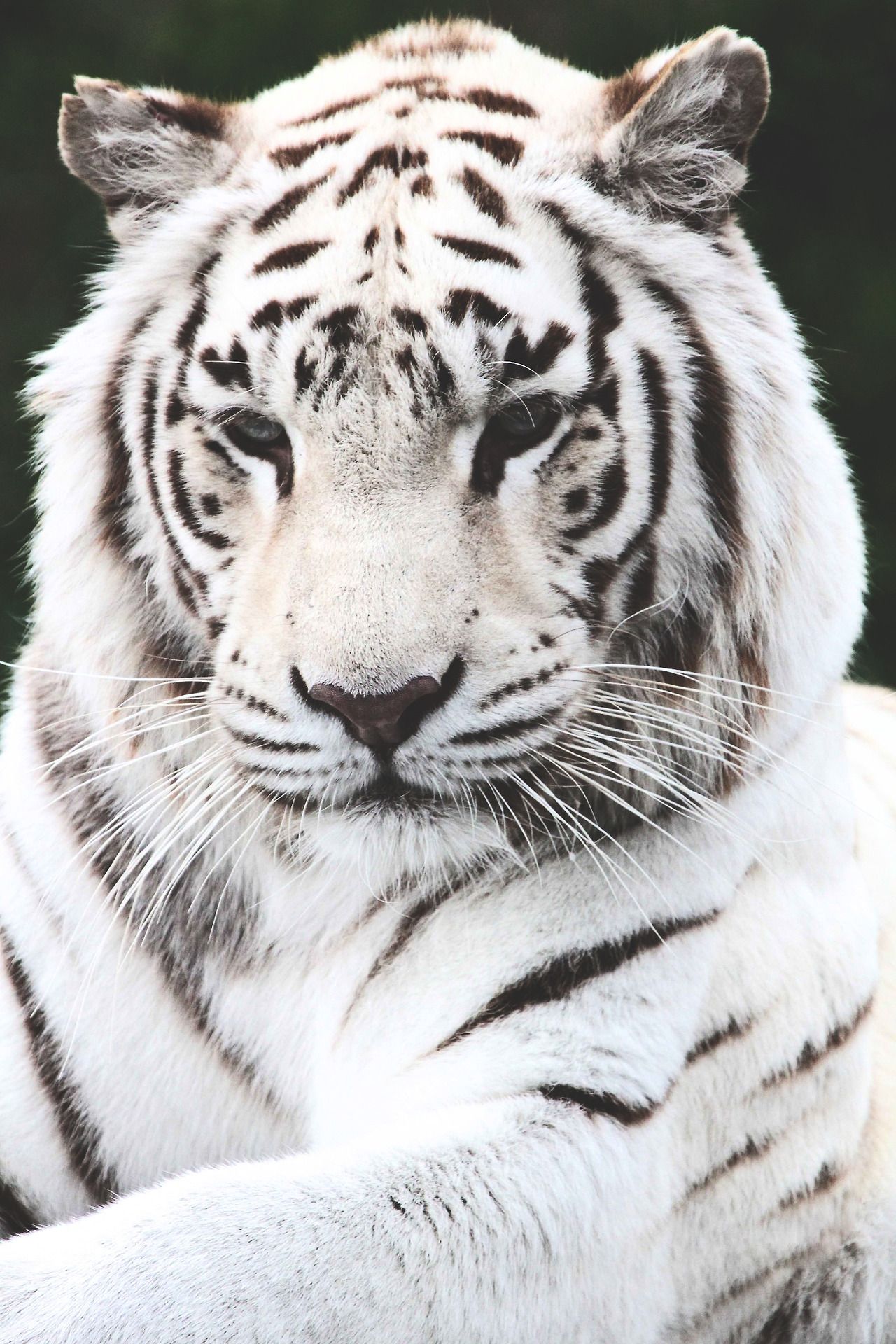  Weißer Tiger Hintergrundbild 1280x1920. An Ivory and Gold Aesthetic Blog
