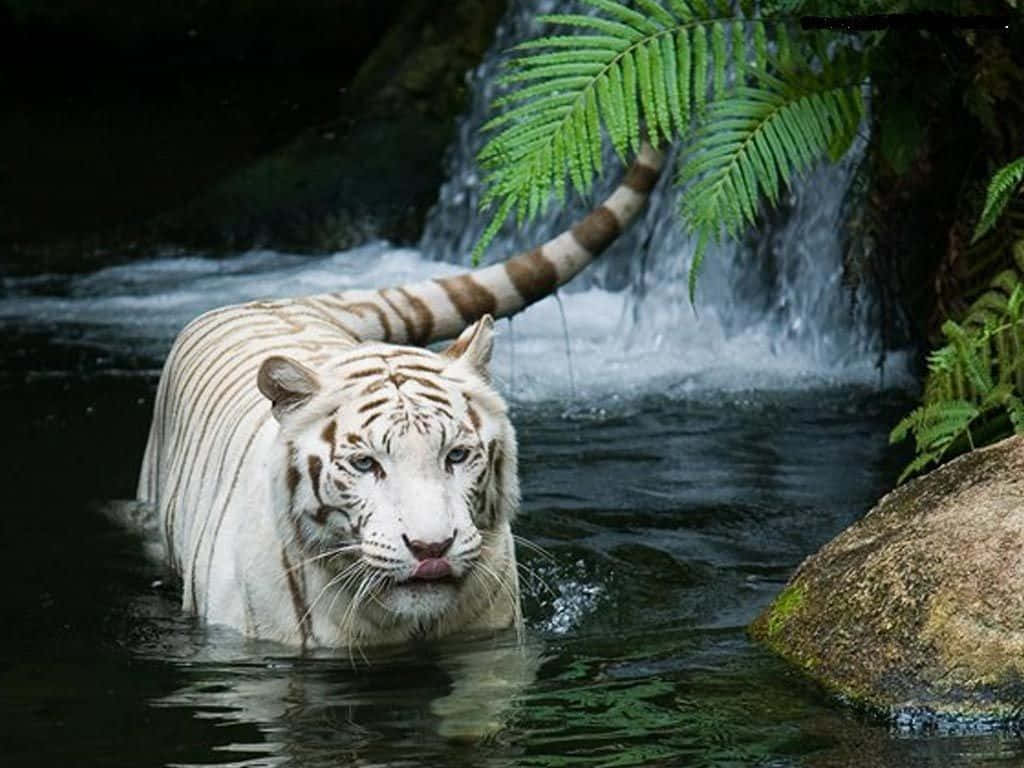  Weißer Tiger Hintergrundbild 1024x768. Weißer Tiger Wallpaper KOSTENLOS