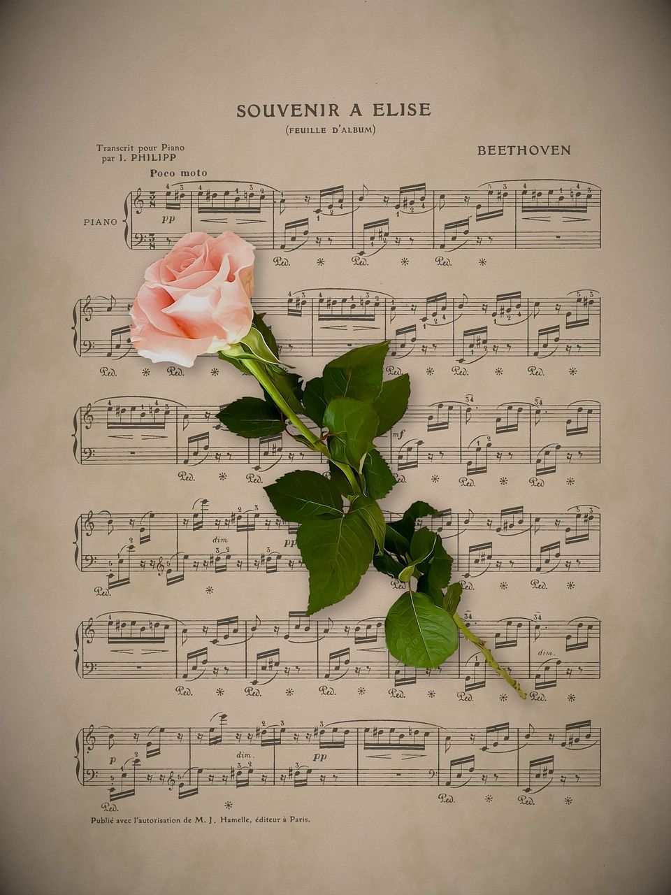  Musik Hintergrundbild 960x1280. Music Rose Love