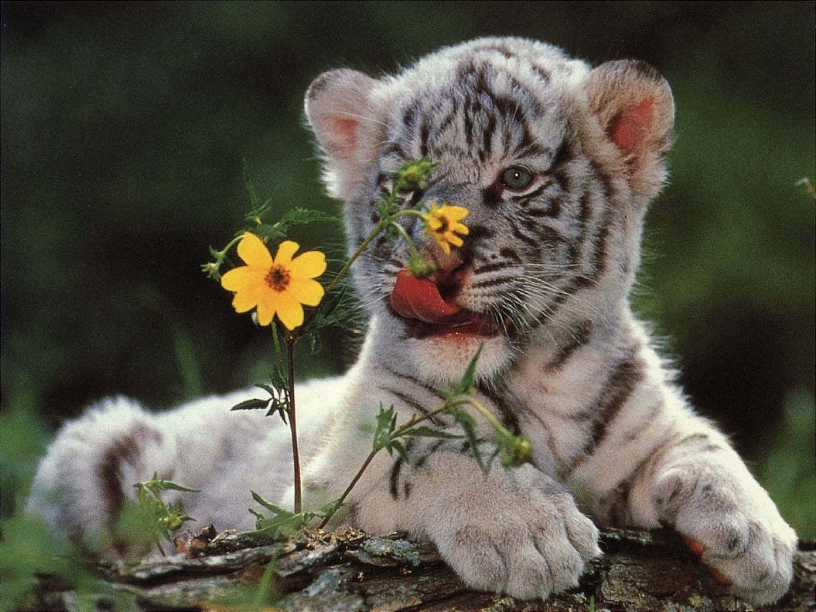  Weißer Tiger Hintergrundbild 1600x1200. Downloaden Niedlichestigerbild Mit Entzückender Blumenabbildung