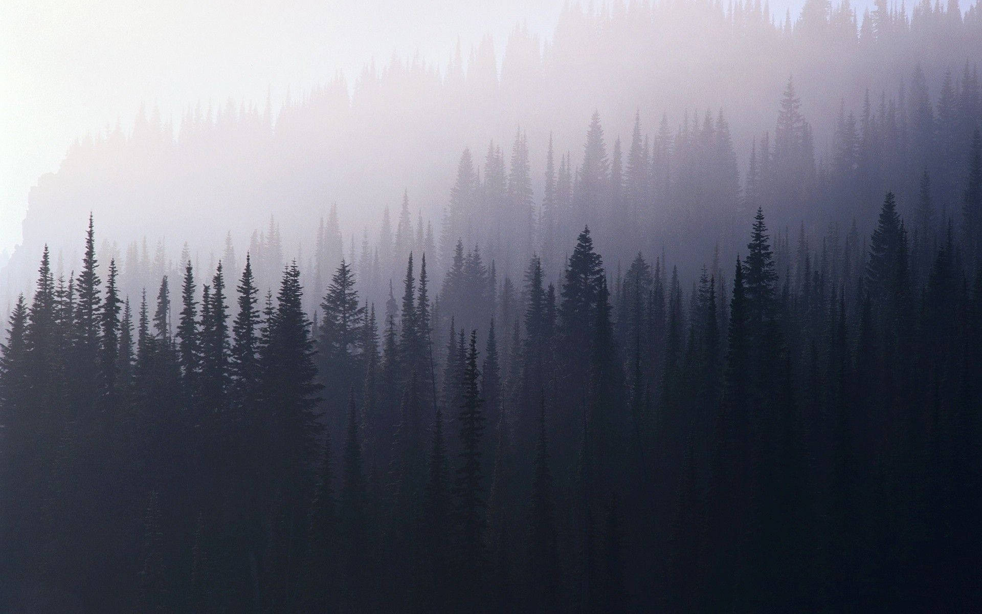  Wald See Hintergrundbild 1920x1200. Wald Wallpaper KOSTENLOS