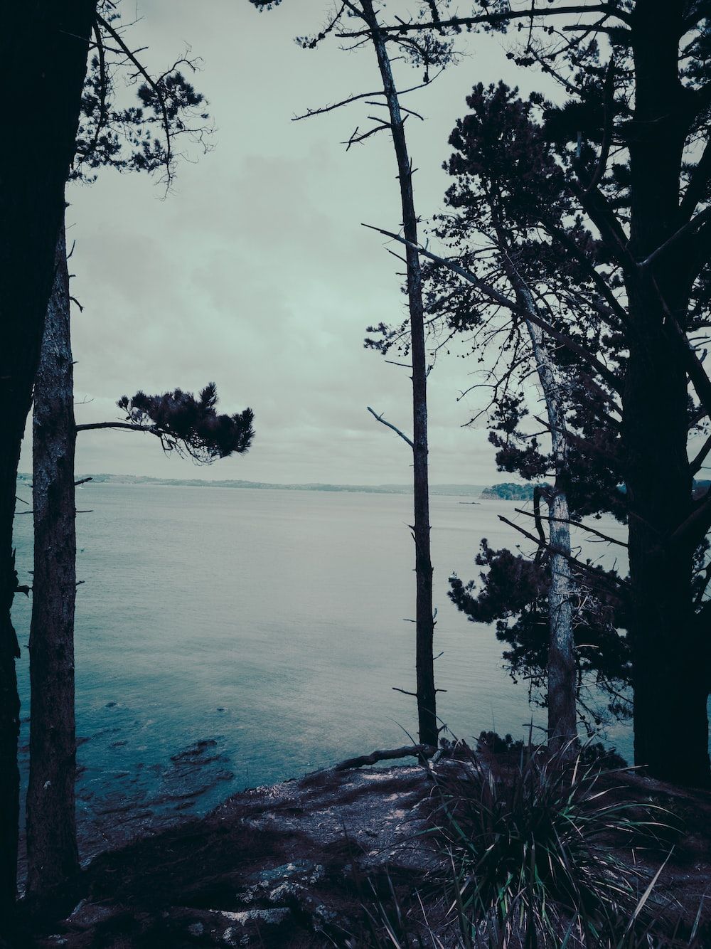  Wald See Hintergrundbild 1000x1334. Foto zum Thema Blick auf ein Gewässer durch einige Bäume