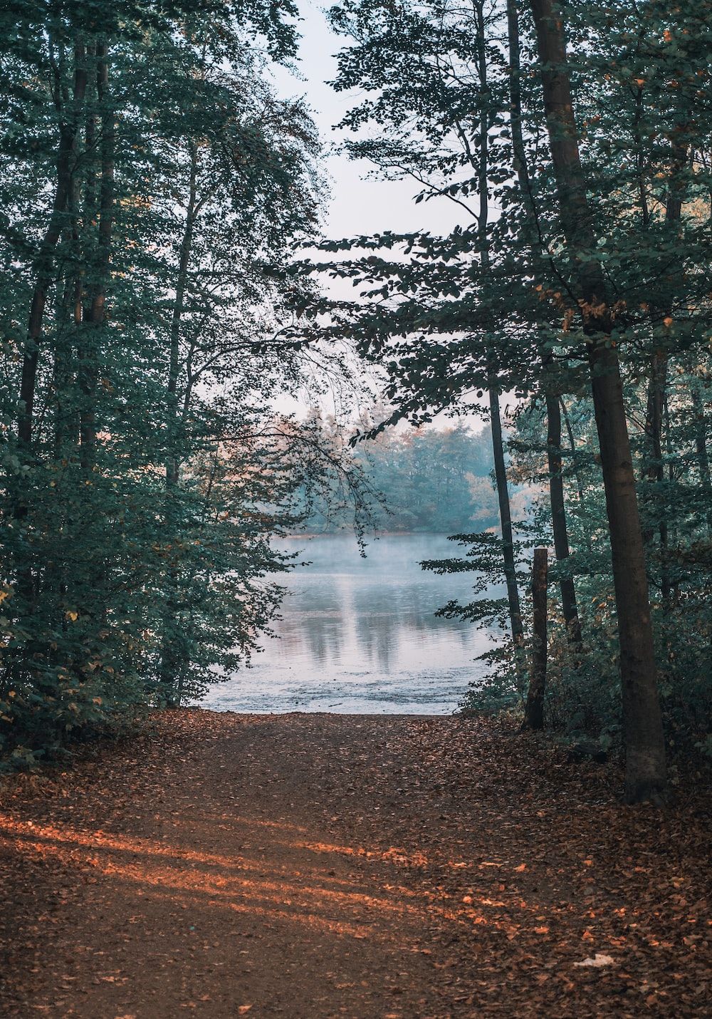  Wald See Hintergrundbild 1000x1430. Foto zum Thema Tagsüber grüne Bäume in der Nähe des Sees
