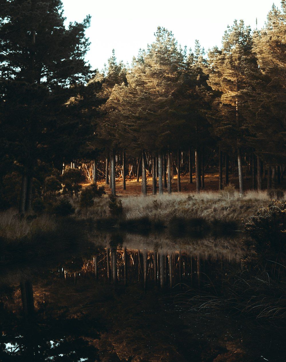  Wald See Hintergrundbild 1000x1266. Foto zum Thema Ein See, umgeben von hohen Bäumen und Gras