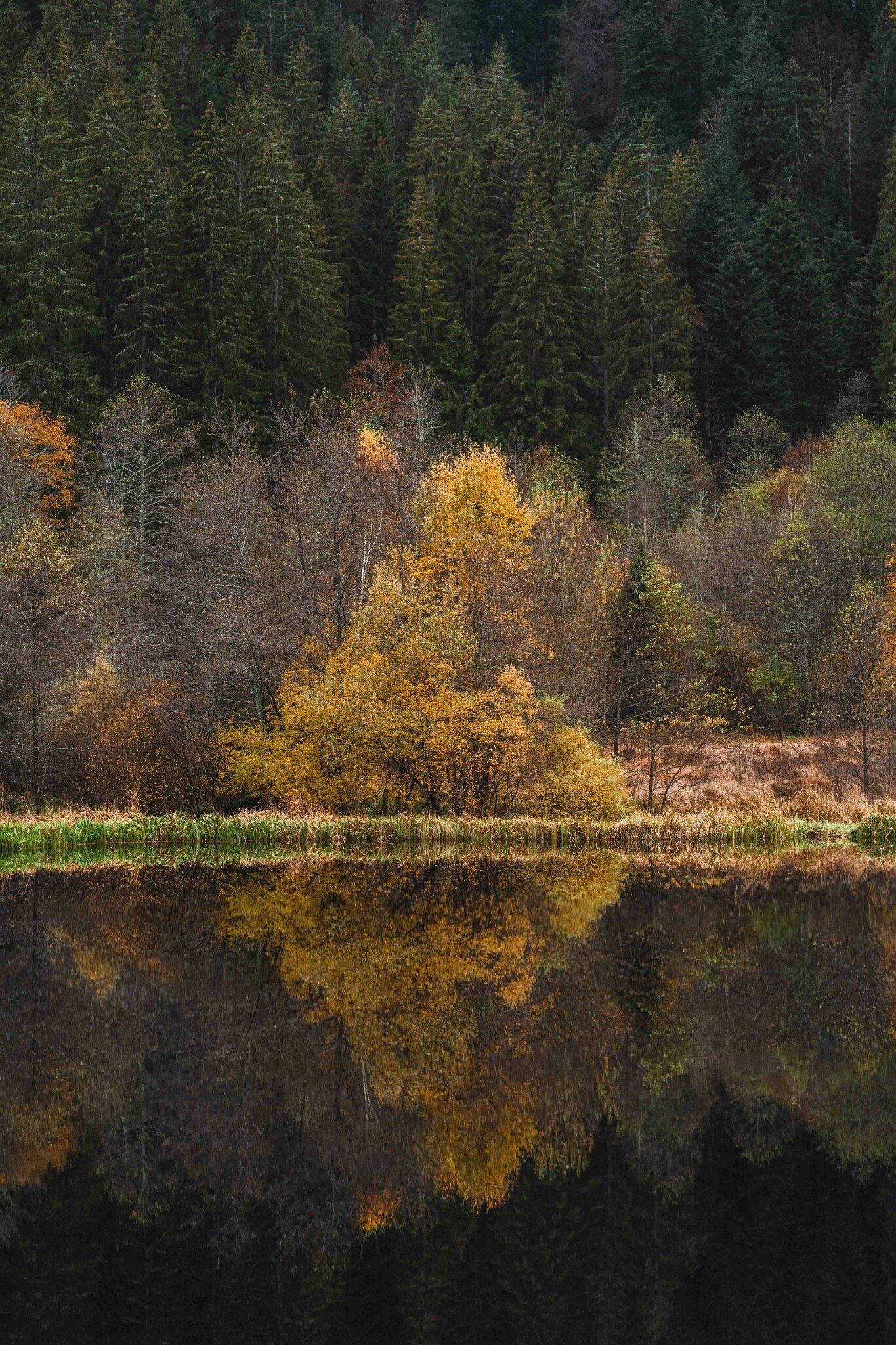  Wald See Hintergrundbild 1365x2048. Aktiv im Herbst: Wanderungen und Ausflüge für die ganze Familie im Murgtal