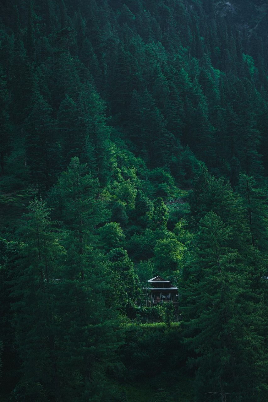  Wald See Hintergrundbild 853x1280. Pakistan Wald Berge Foto auf Pixabay
