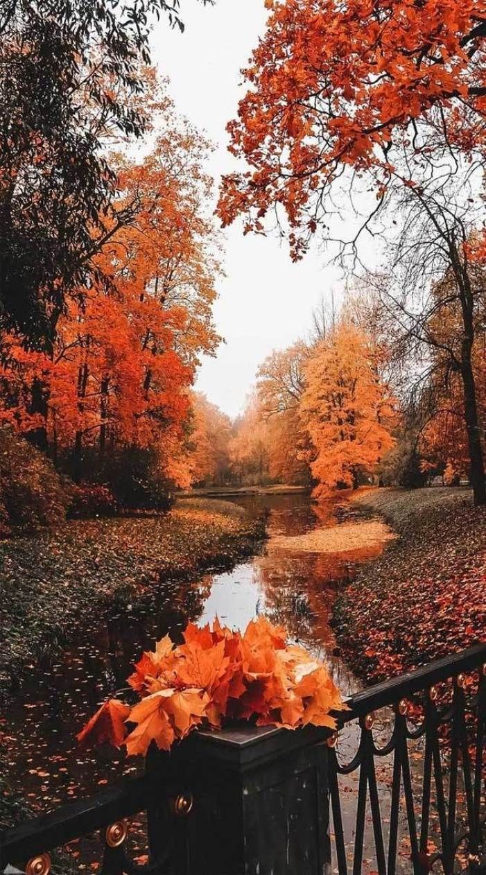  Herbst Handy Hintergrundbild 701x1262. Autumn Aesthetic Wallpaper. Autumn scenery, Fall picture, Cute fall wallpaper