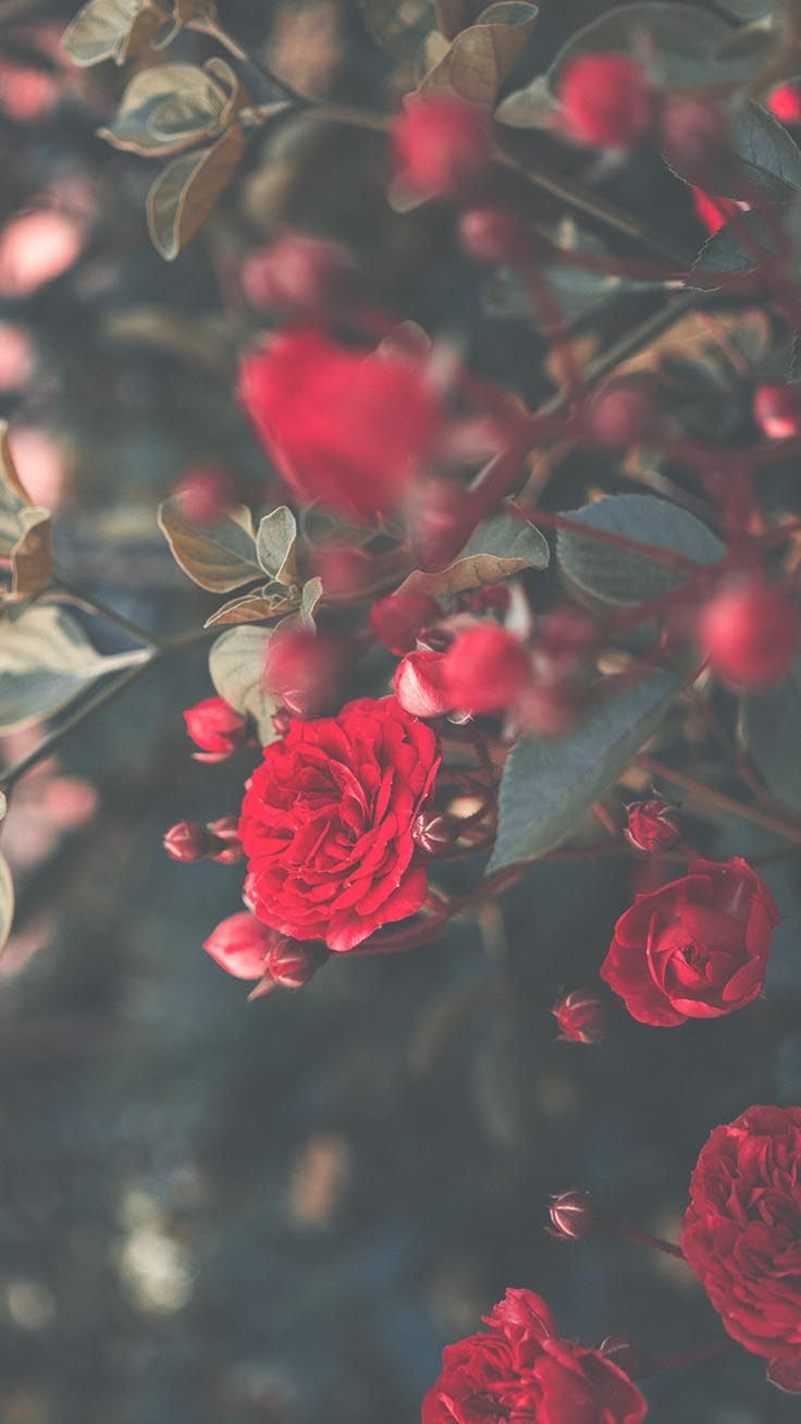  Schöne IPhone X Hintergrundbild 736x1308. Romantic Roses iPhone X Wallpaper. Preppy Wallpaper. Wallpaper iphone roses, Rose wallpaper, Red roses wallpaper