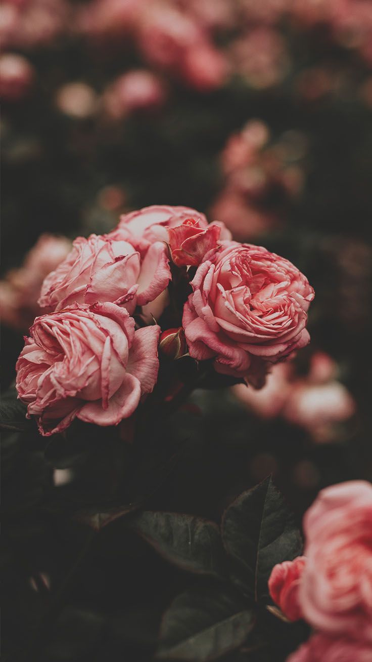  Schöne IPhone X Hintergrundbild 736x1308. Romantic Roses iPhone X Wallpaper. Preppy Wallpaper. Wallpaper iphone roses, Flower photo, Flower photo art