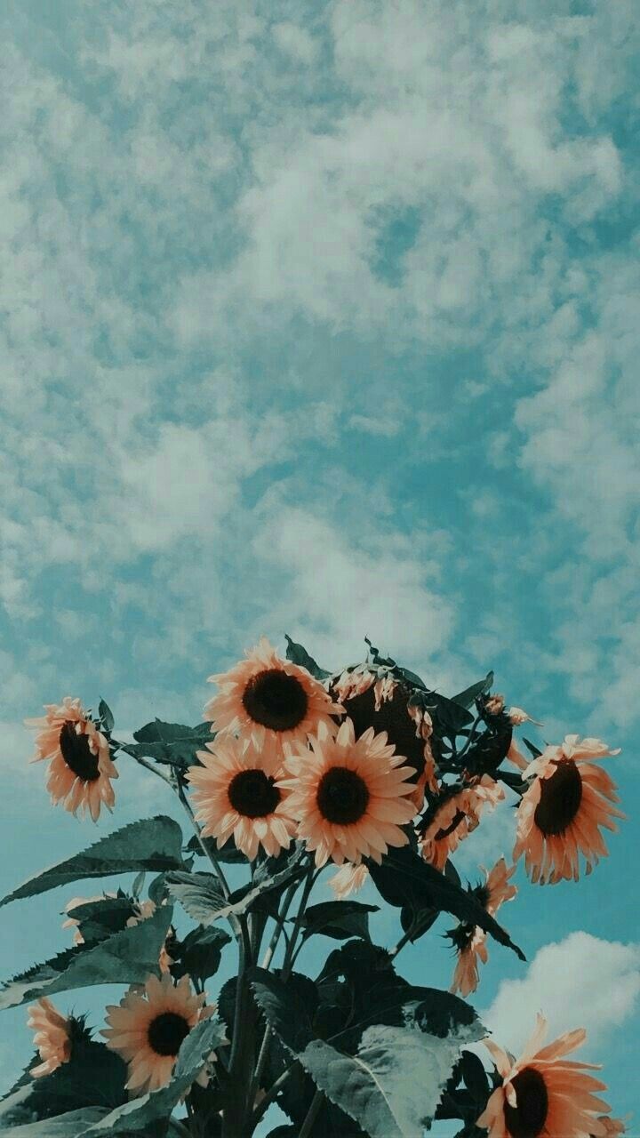 Spätsommer Hintergrundbild 720x1280. aesthetic aesthetic sunflower #sunflower #skies #teal. Sunflower wallpaper, Painting wallpaper, Aesthetic iphone wallpaper