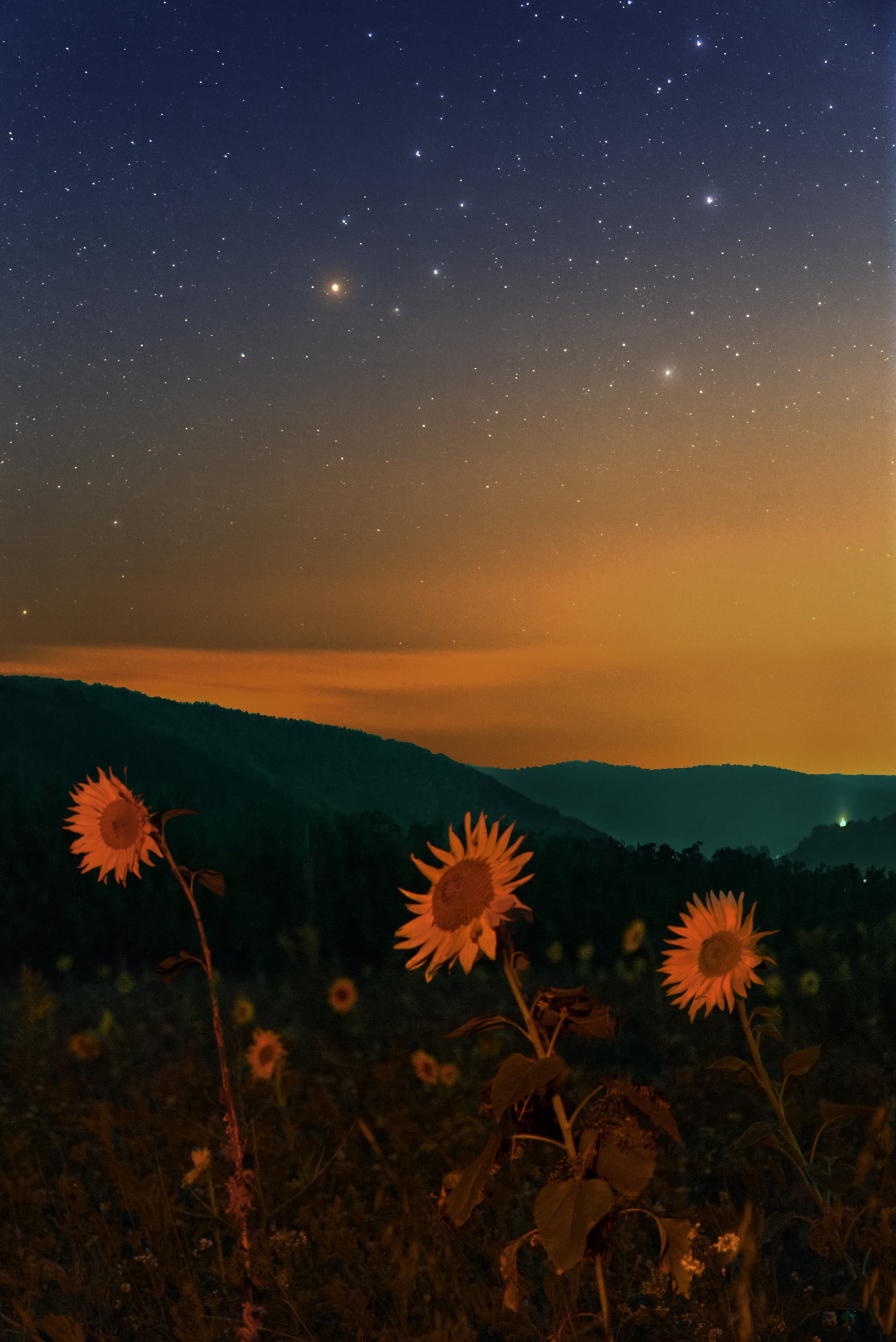  Spätsommer Hintergrundbild 2000x2994. Sommer, Skorpion und Sonnenblumen der Wissenschaft