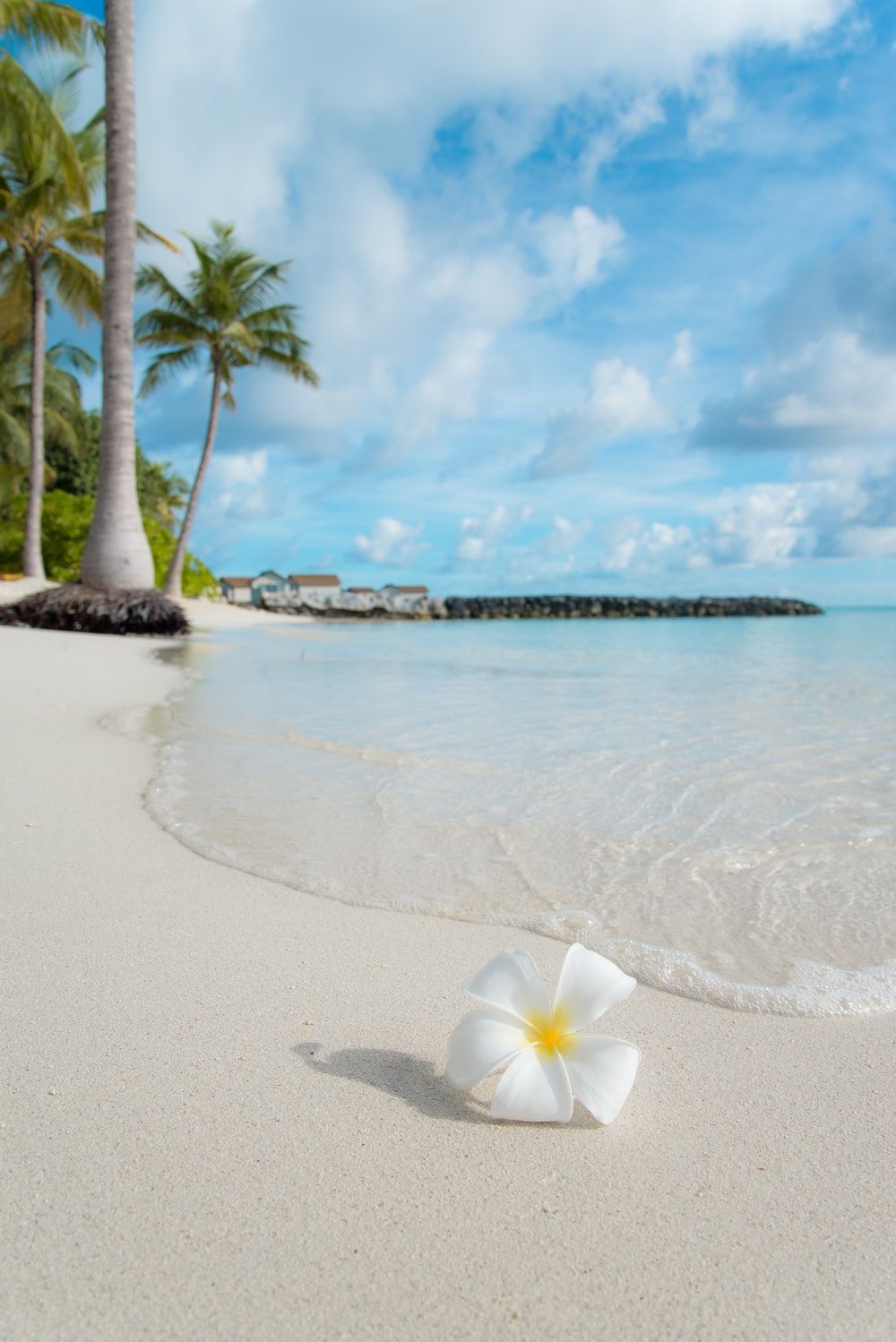  Karibik Hintergrundbild 1000x1498. Tropical Beach Picture. Download Free Image