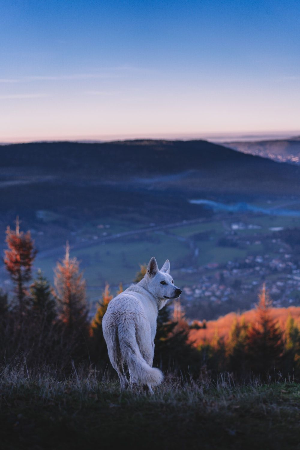  Wölfe Hintergrundbild 1000x1500. Foto zum Thema Weißer Wolf