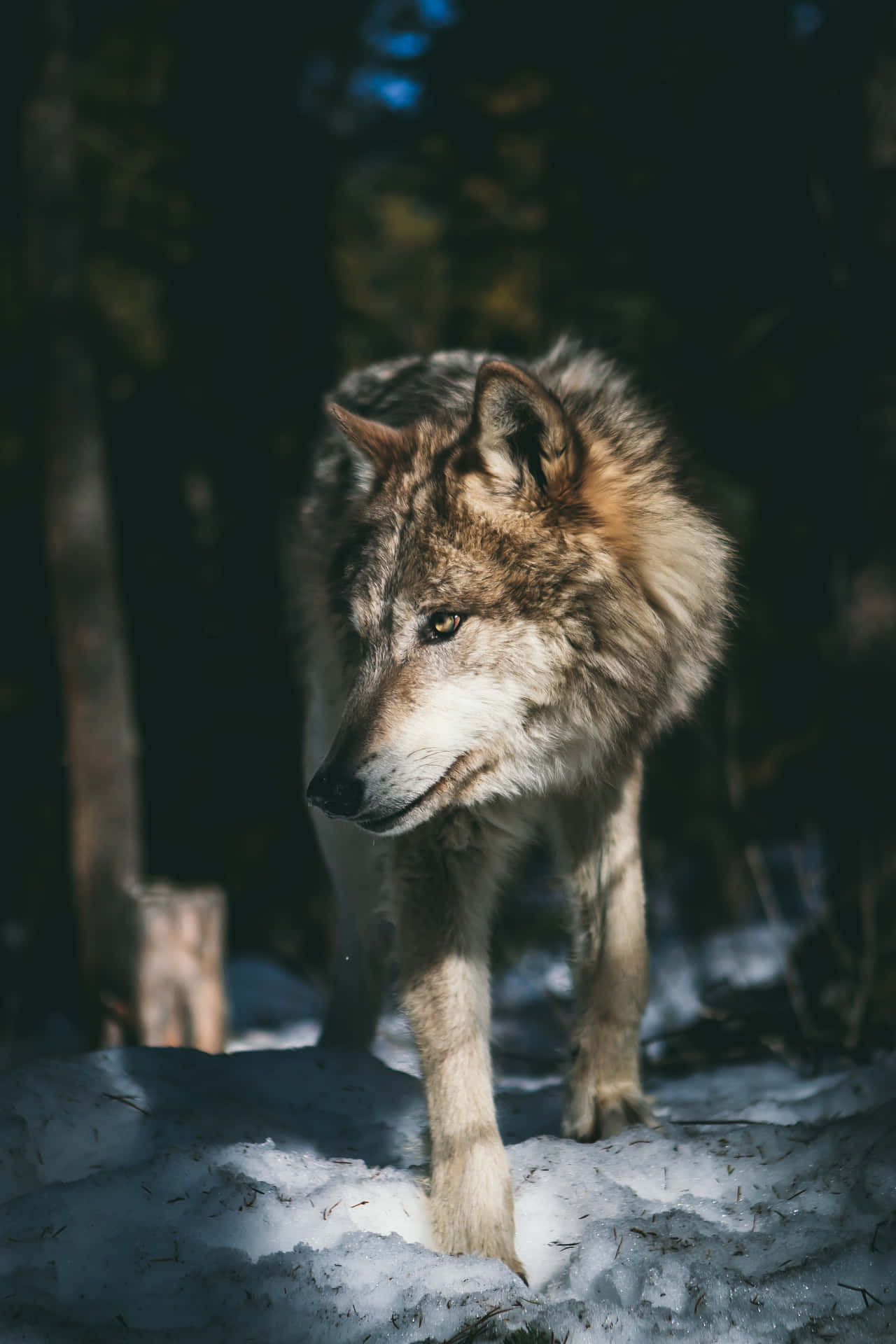  Wölfe Hintergrundbild 1280x1920. Download Wolf Aesthetic Walking In Forest Wallpaper