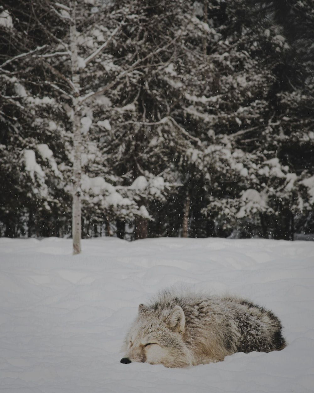  Wölfe Hintergrundbild 1000x1250. Bilder zum Thema Wolfswelpe. Kostenlose Bilder auf herunterladen