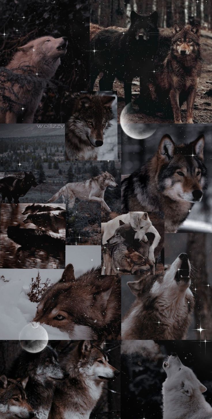  Wölfe Hintergrundbild 736x1450. The Wolf Pack / LyCans / LOBOS ideas in 2023. wolf, spirit animal, wolf spirit