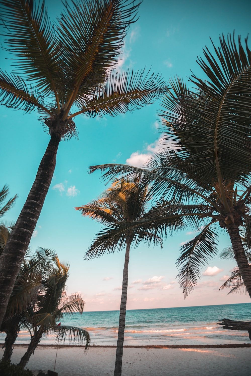  Karibik Hintergrundbild 1000x1500. Foto zum Thema 해변에 세 코코넛 나무