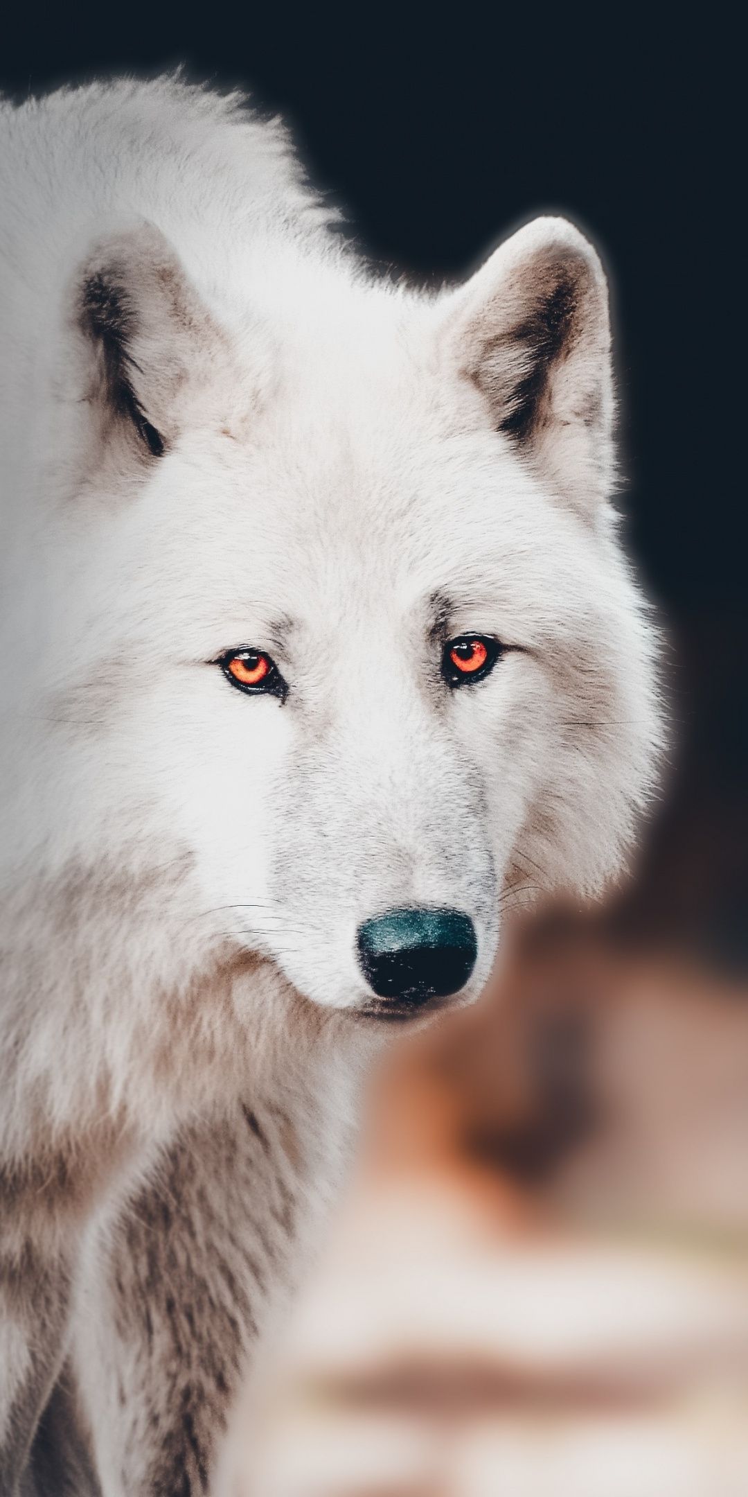  Wölfe Hintergrundbild 1080x2160. The white wolf, portrait wallpaper. Wolf dog, Wolf spirit animal, White wolf
