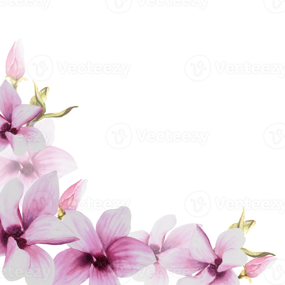  Gemalte Blumen Hintergrundbild 980x980. Blumen- Rahmen mit Aquarell Rosa Magnolien Blumen, Knospen und Blätter Hand gemalt Illustration. botanisch Design zum Hochzeit, Einladungen und Gruß Karten, Flyer, drucken 28344422 PNG