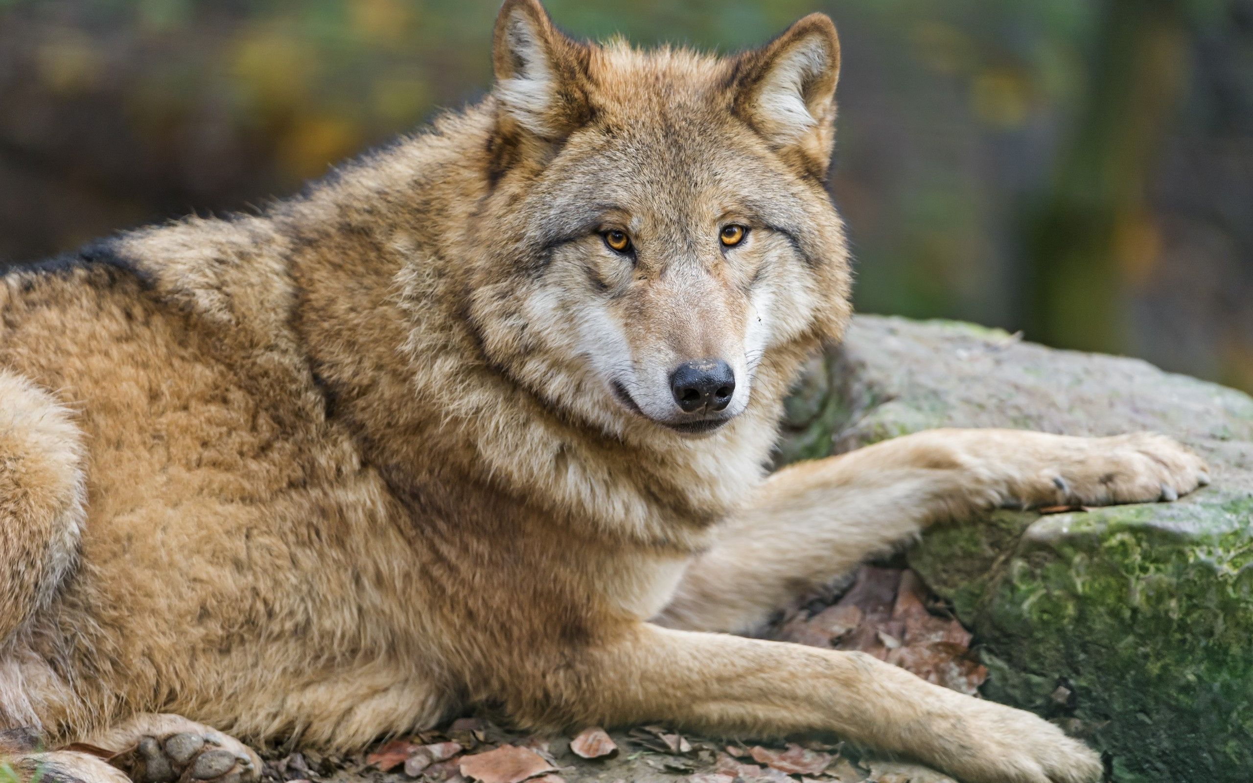  Wölfe Hintergrundbild 2560x1600. Animal Wolf HD Wallpaper