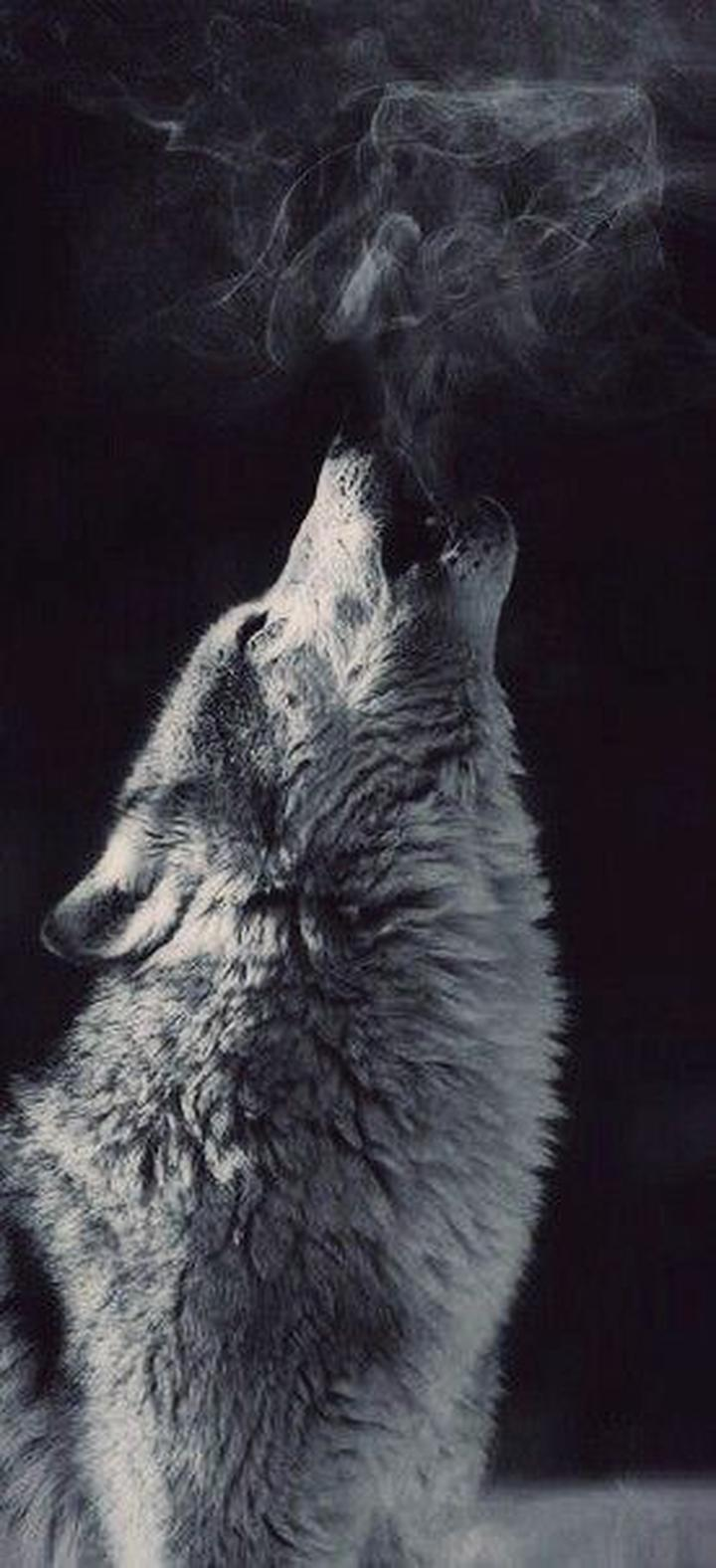  Wölfe Hintergrundbild 720x1576. Aesthetic Wolf Wallpaper