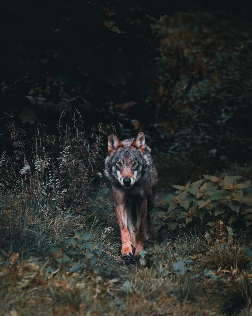  Wölfe Hintergrundbild 1000x1250. Foto zum Thema Ein einsamer Wolf geht nachts durch einen Wald