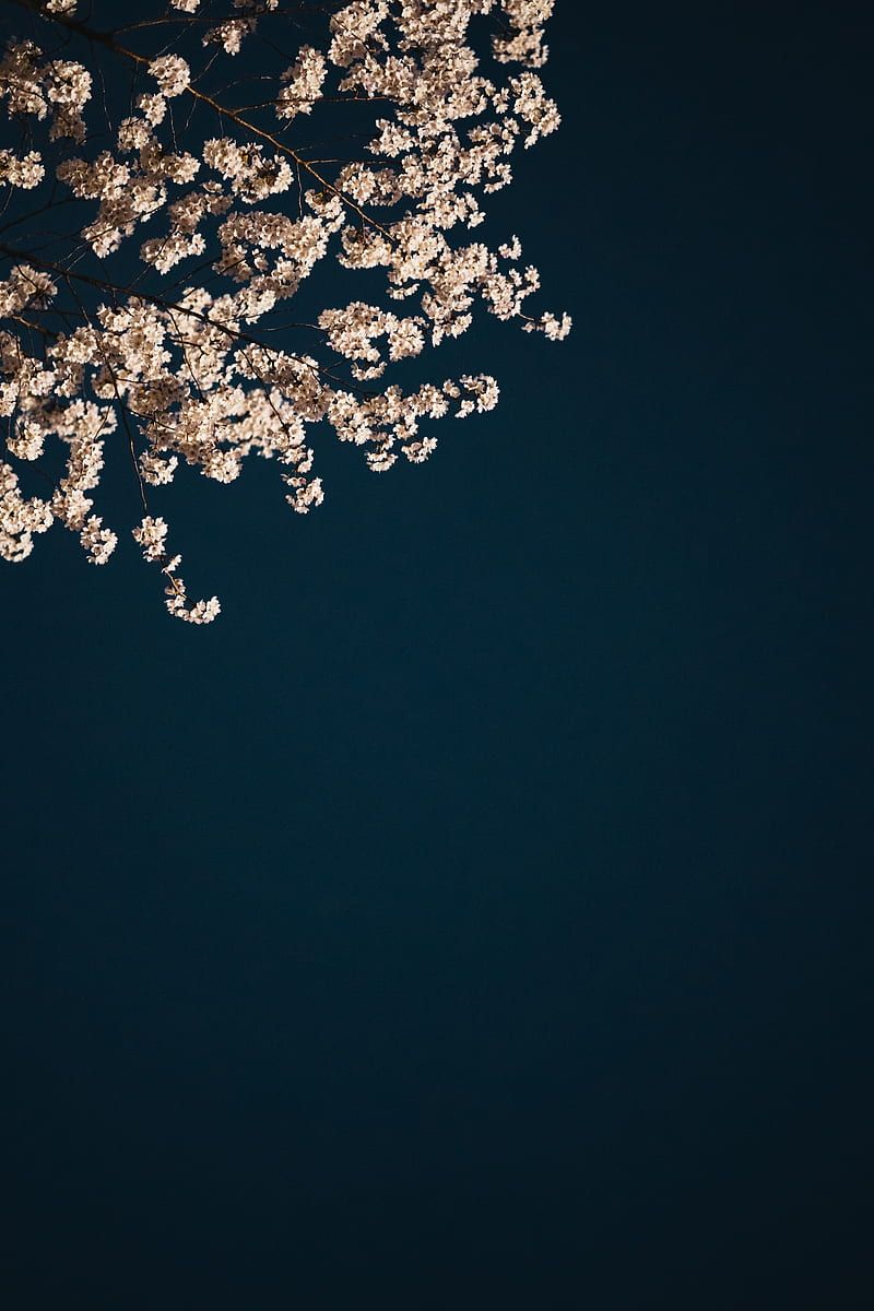  IPhone SE Hintergrundbild 800x1200. Sakura, branches, flowers, minimalism, aesthetic, HD phone wallpaper