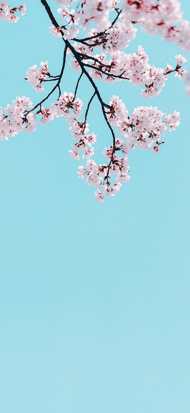  IPhone SE Hintergrundbild 640x1386. Aesthetic tree branch against a turquoise sky 4K wallpaper [2610x5655] and [1080x2340]