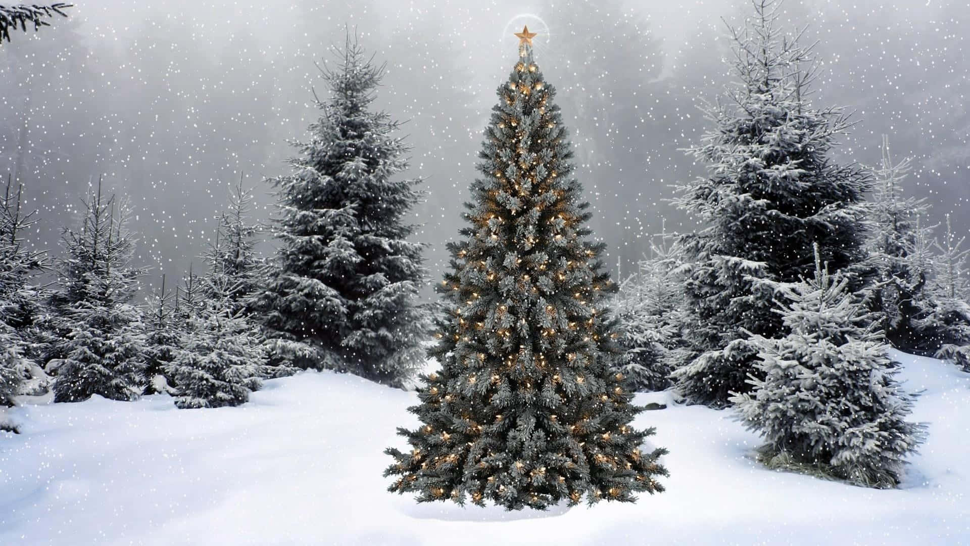  Winter Weihnachten Hintergrundbild 1920x1080. Download Conifers Cozy Winter Aesthetic Christmas Tree Wallpaper