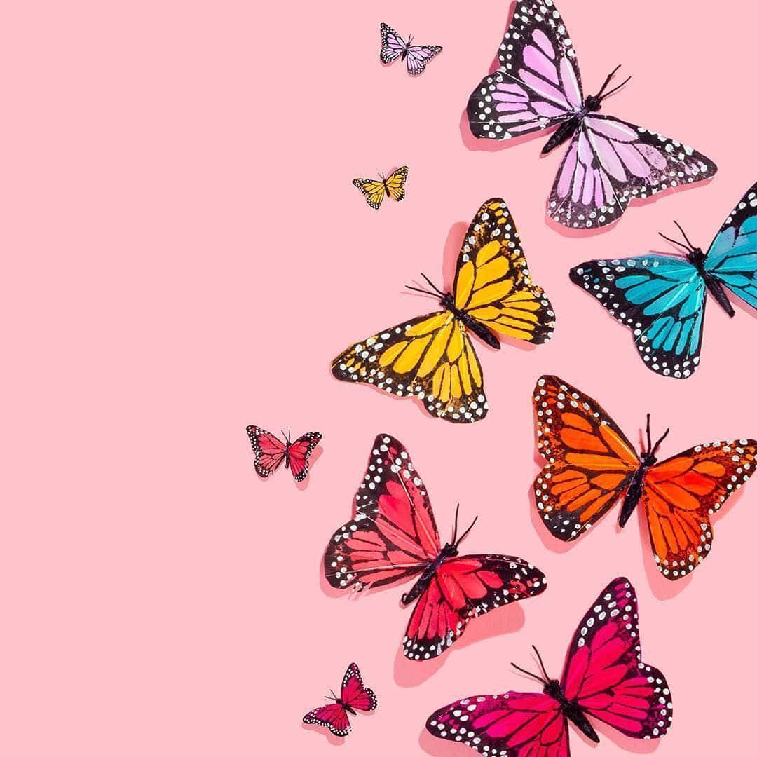  Schmetterling Hintergrundbild 1080x1080. Vsco Schmetterling Wallpaper KOSTENLOS