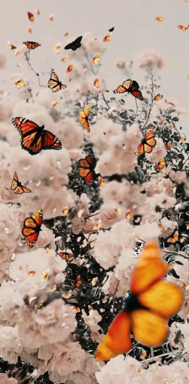  Schmetterling Hintergrundbild 630x1280. Butterfly Aesthetic wallpaper