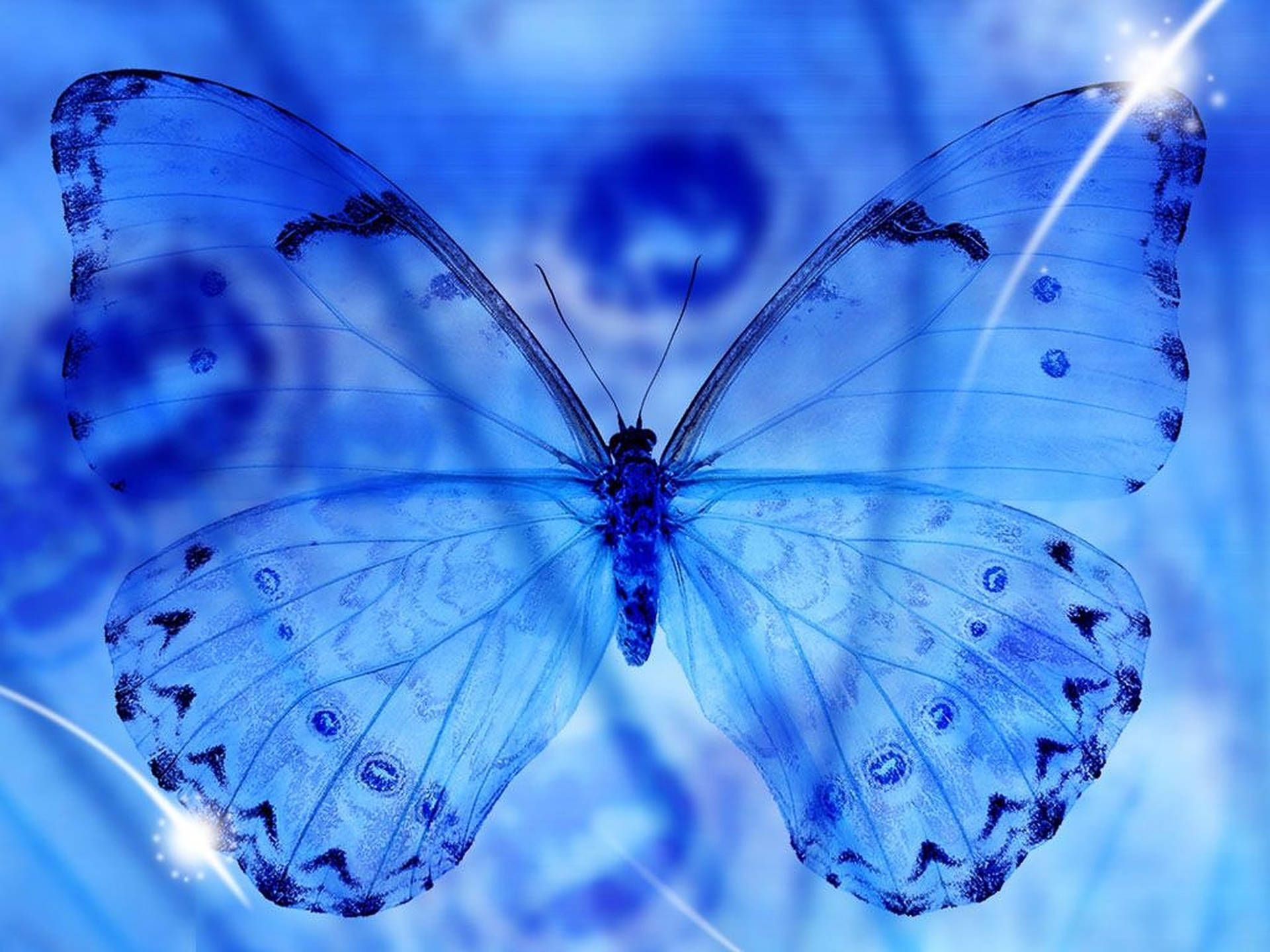  Schöne Tiere Hintergrundbild 1920x1440. Downloaden Alconblue Schmetterling Ästhetik Wallpaper