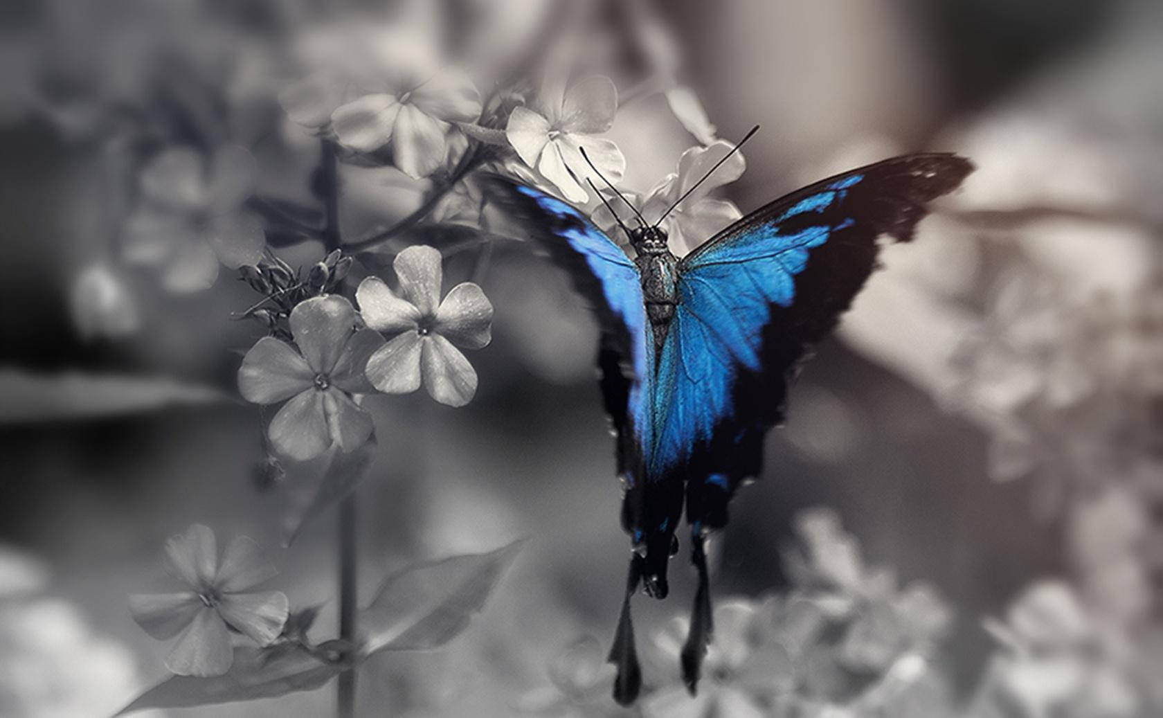  Schmetterling Hintergrundbild 1680x1037. Downloaden Blauerschmetterling Ästhetisches Hd Bild Wallpaper