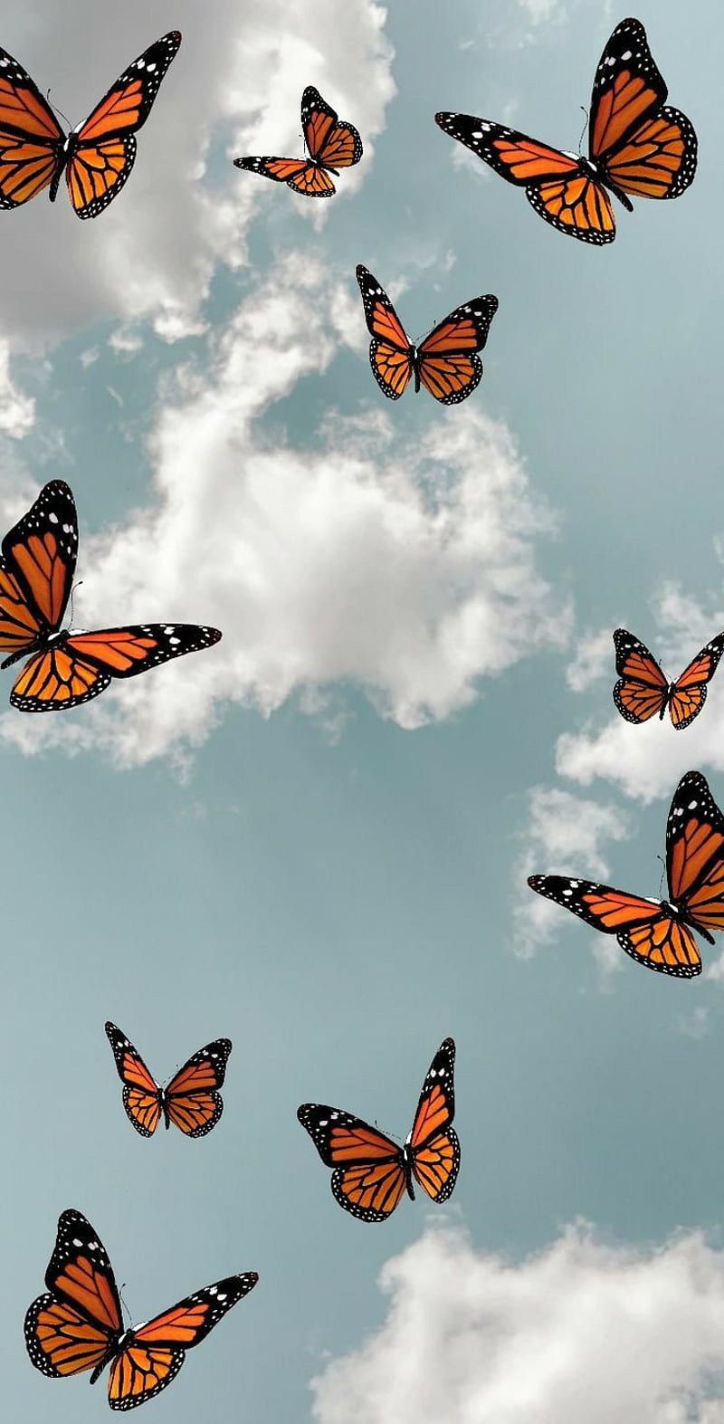  Schmetterling Hintergrundbild 800x1573. Aesthetic butterfly, butterflies, nature, HD phone wallpaper