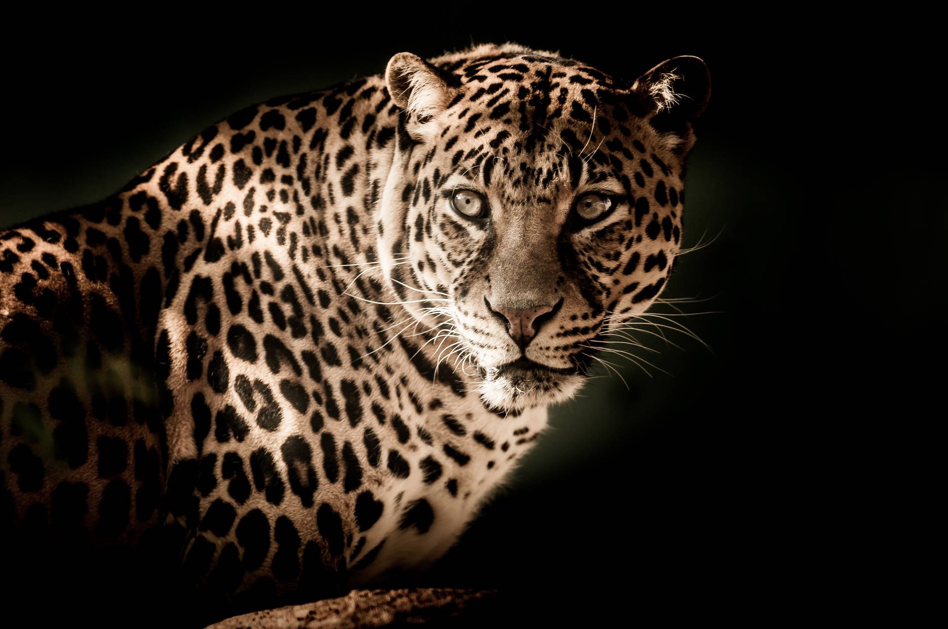  Leopardenmuster Hintergrundbild 1920x1275. Download Aesthetic Glowing Leopard HD Wallpaper